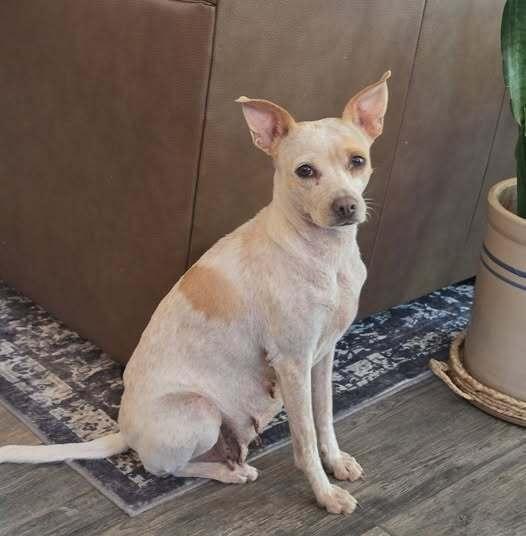Enlarge Marge, a Adoptable mixed breed in Sedalia, CO image 5/6