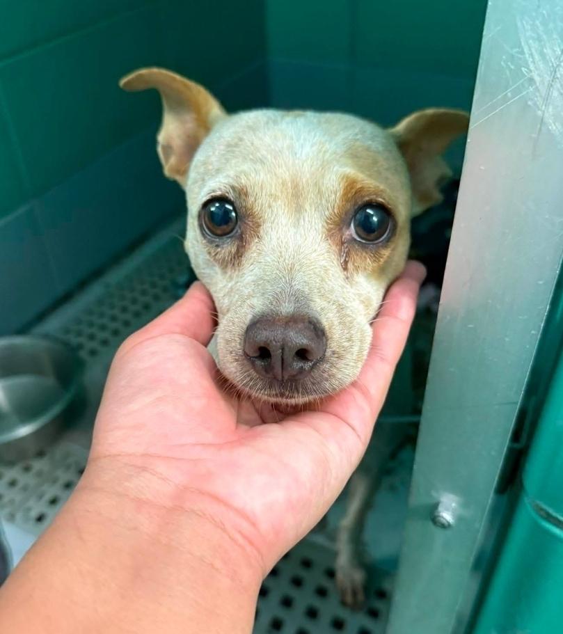 Enlarge Marge, a Adoptable mixed breed in Sedalia, CO image 5/6