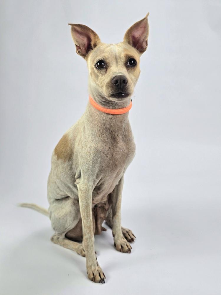 Enlarge Marge, a Adoptable mixed breed in Sedalia, CO image 6/6