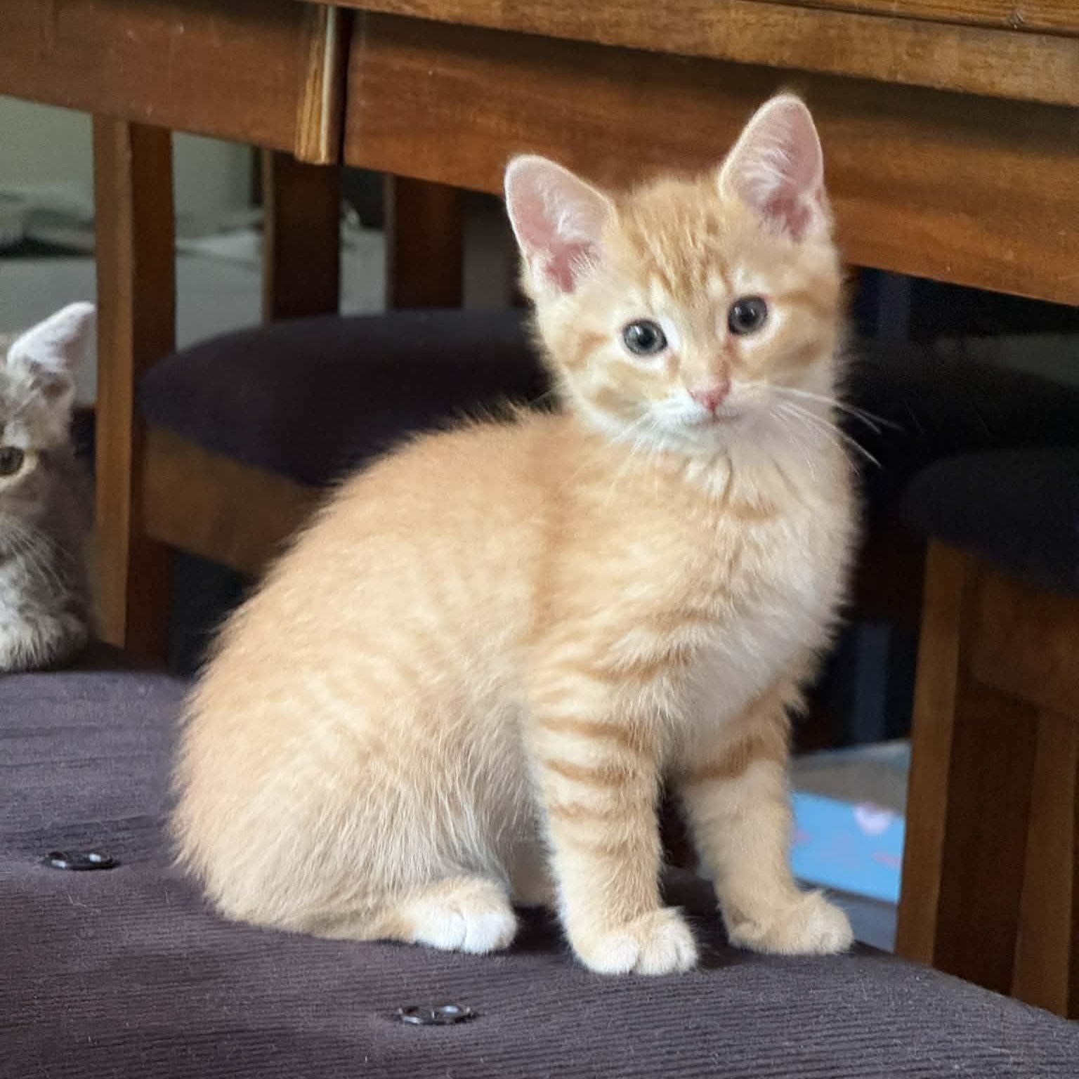 Orphan Annie, adopted, Kitten Female American Shorthair.