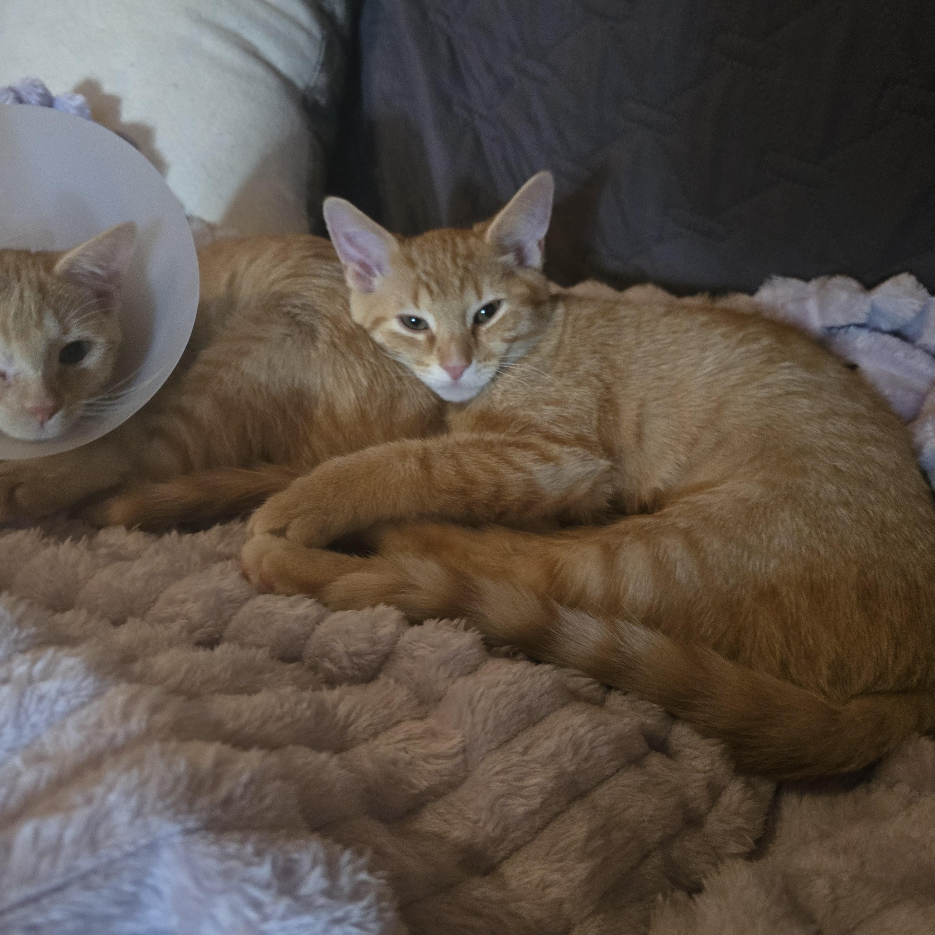 Enlarge Orphan Annie, an adopted American Shorthair in Beloit, OH image 2/4