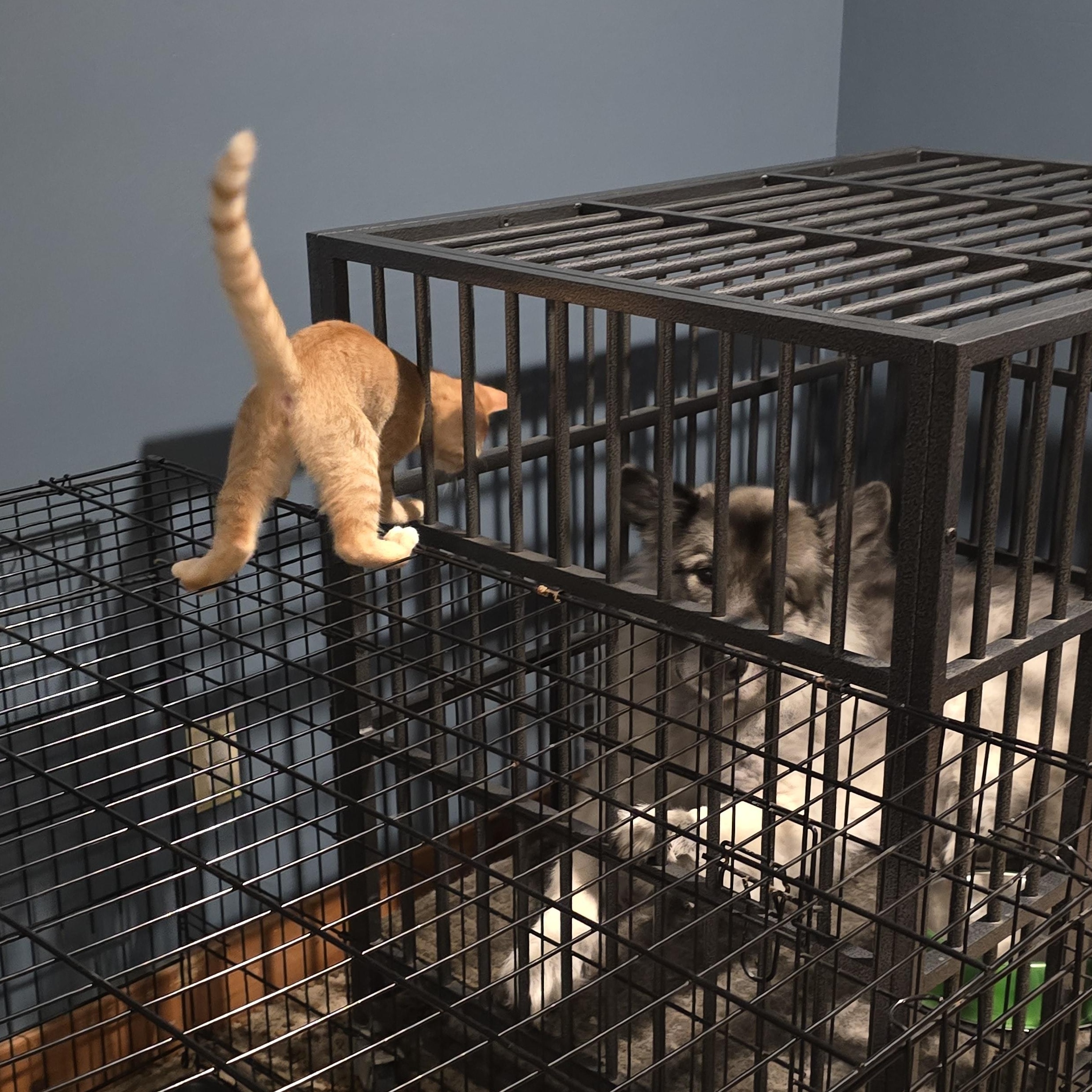 Enlarge Orphan Annie, an adopted American Shorthair in Beloit, OH image 4/4