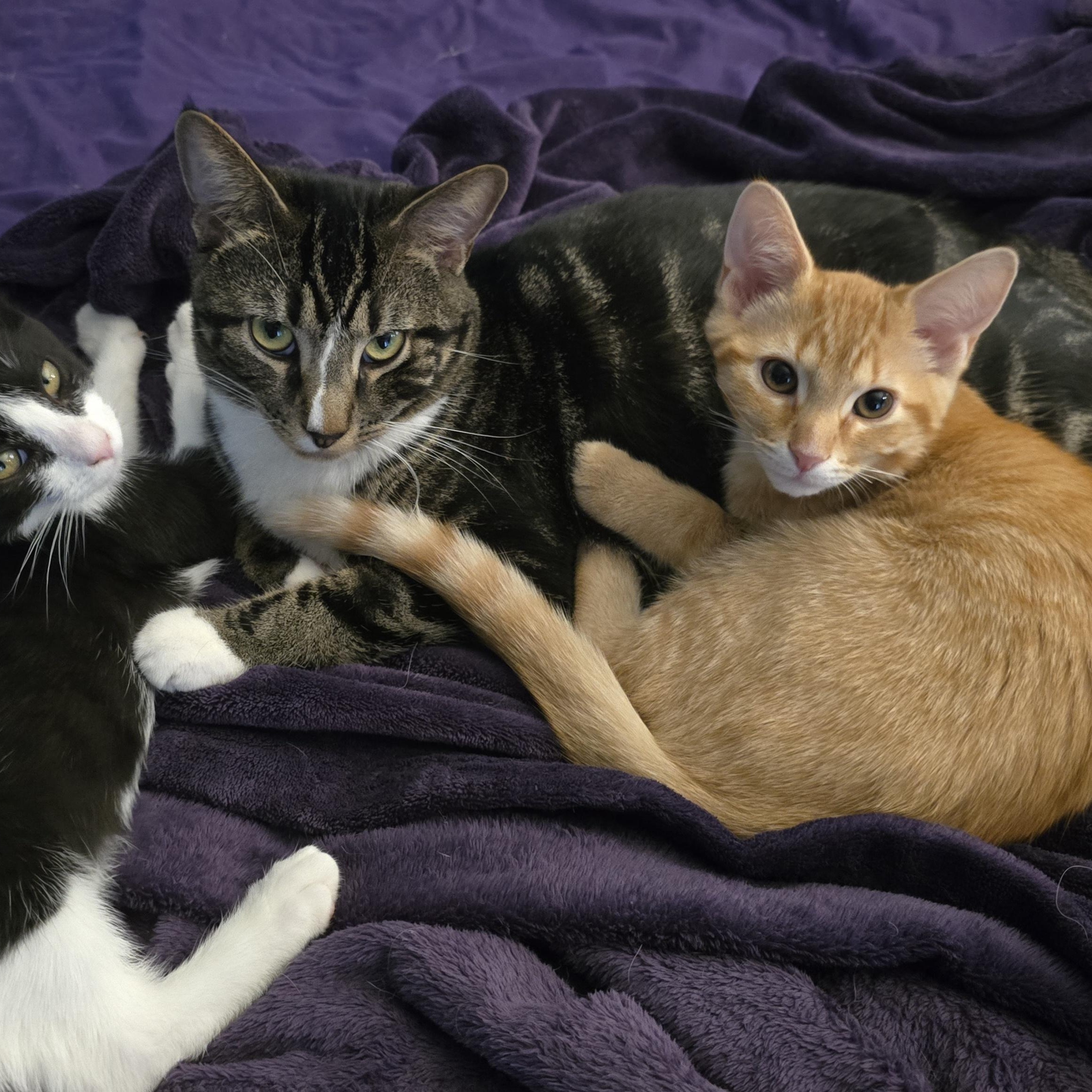 Enlarge Orphan Annie, an adopted American Shorthair in Beloit, OH image 3/4