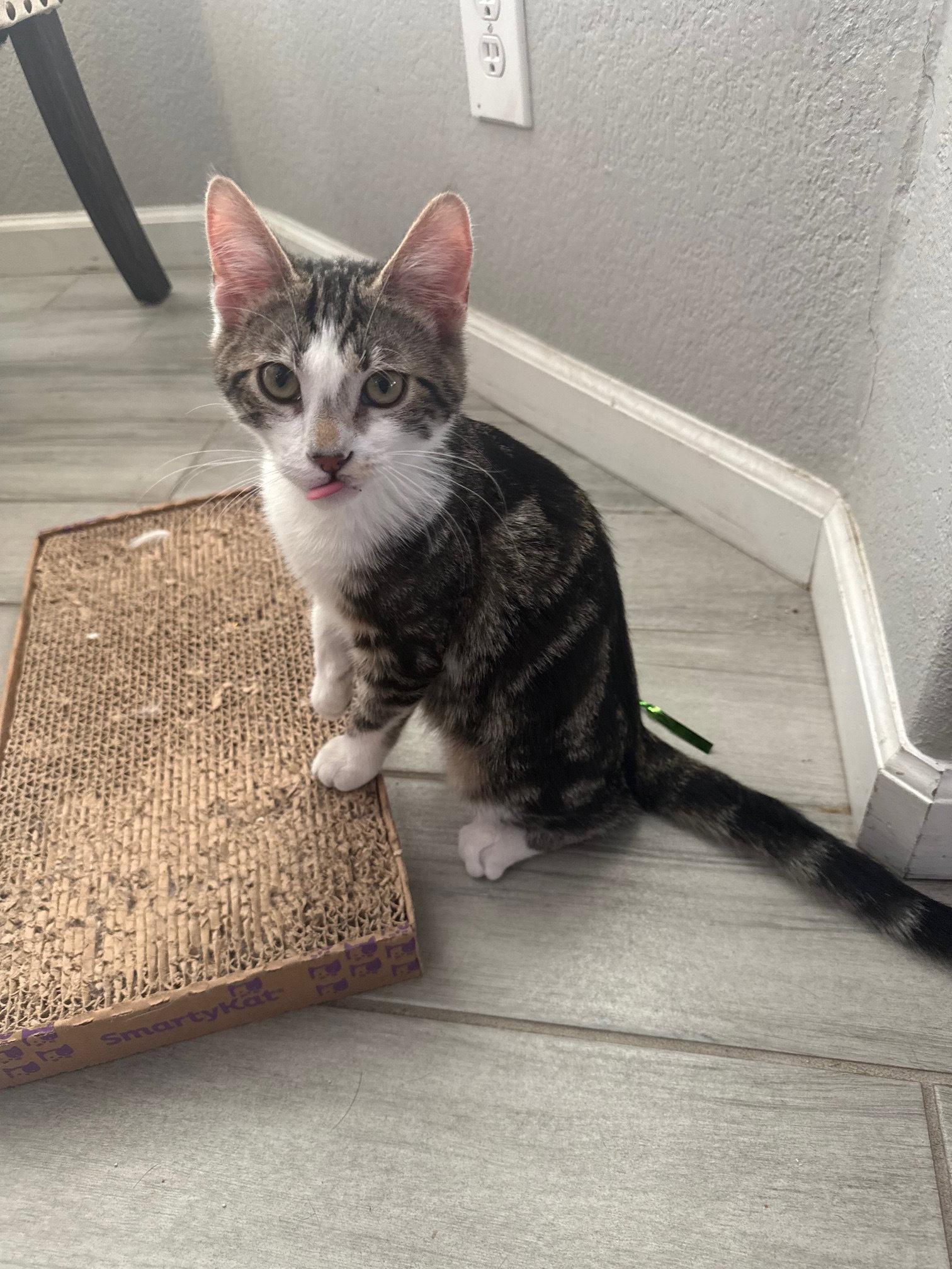 Enlarge Baby Jack, a Adopted Domestic Short Hair in Glendale, AZ image 1/2
