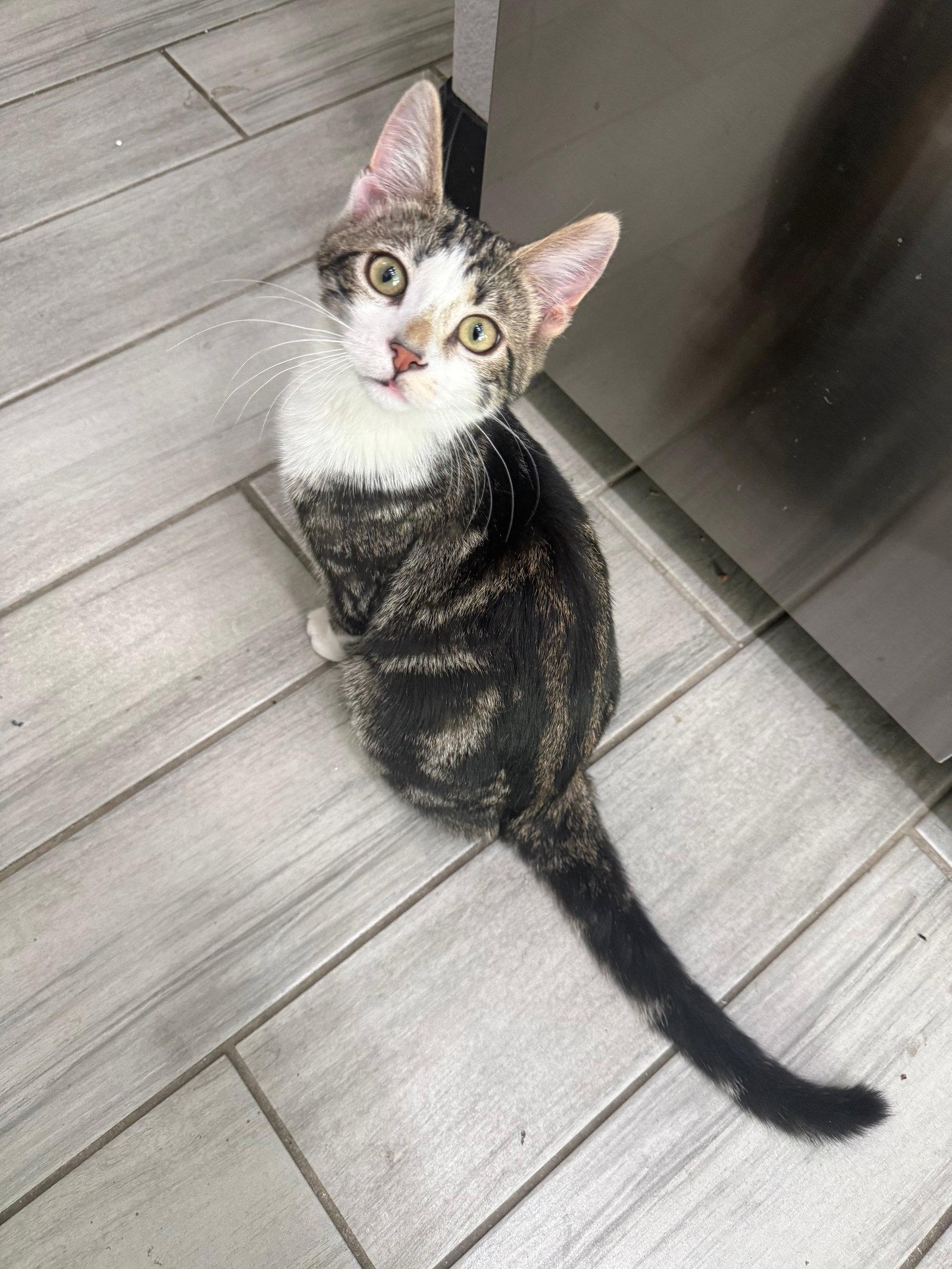 Enlarge Baby Jack, a Adopted Domestic Short Hair in Glendale, AZ image 2/2