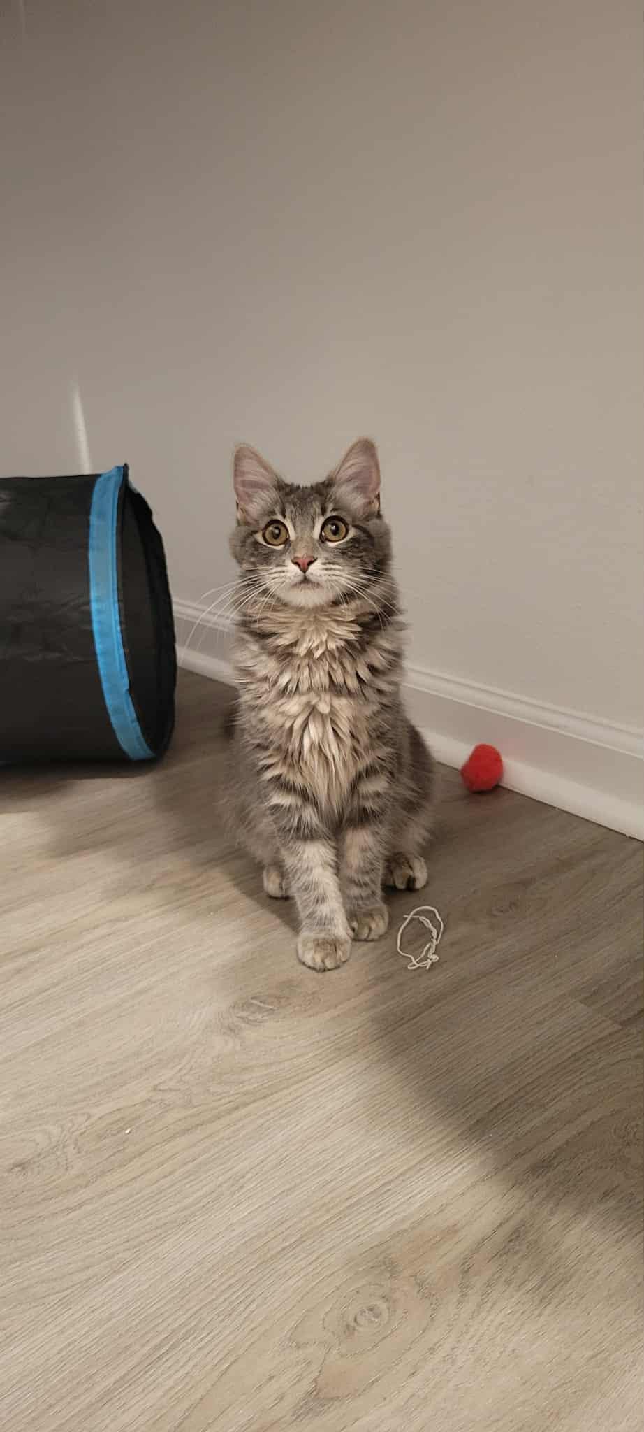 Enlarge SONIA, a Adopted mixed breed in Palmdale, CA image 2/6