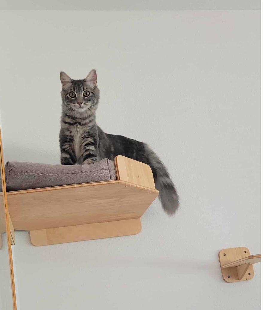 Enlarge SONIA, a Adopted mixed breed in Palmdale, CA image 3/6