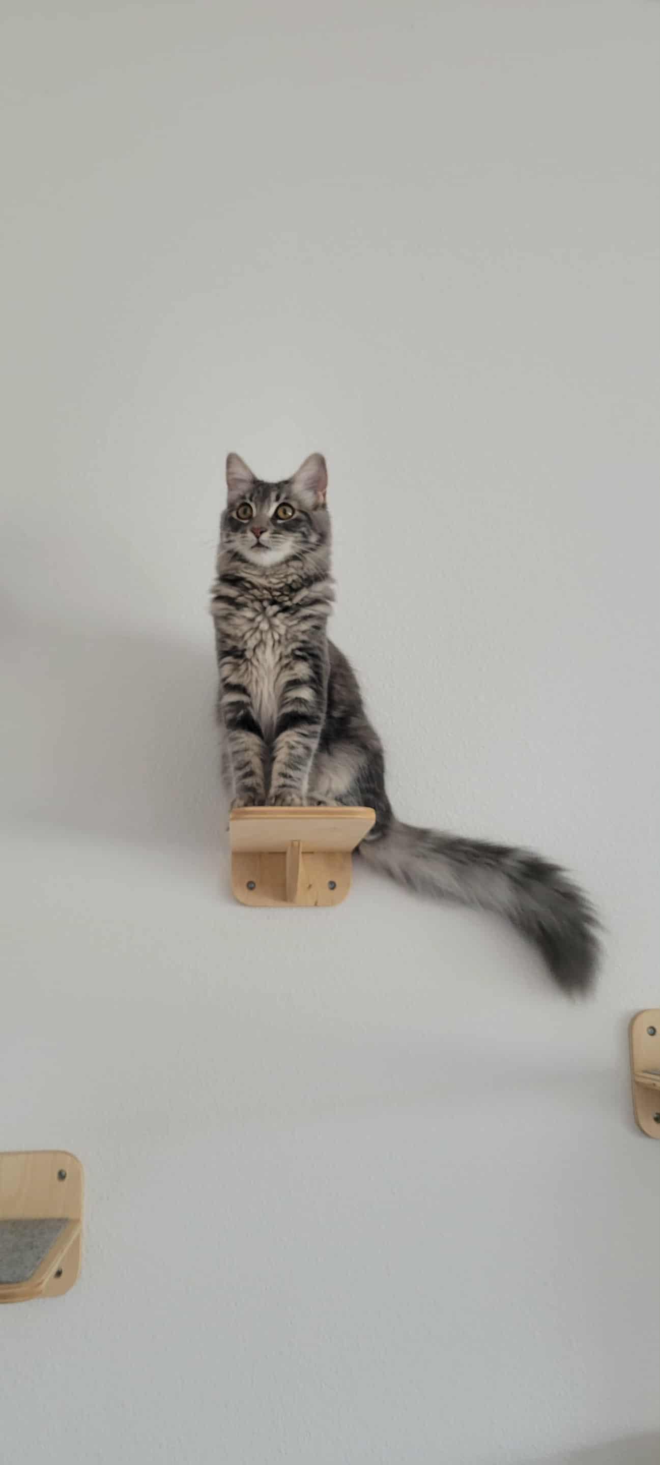 SONIA, Adopted, Kitten Female Maine Coon & Tabby.