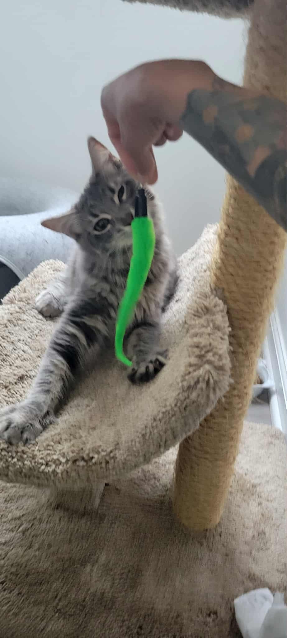 Enlarge SONIA, a Adopted mixed breed in Palmdale, CA image 6/6