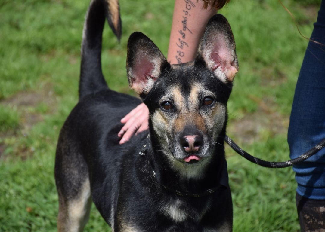 Enlarge Gypsy, a Adoptable mixed breed in Anniston, AL image 7/10
