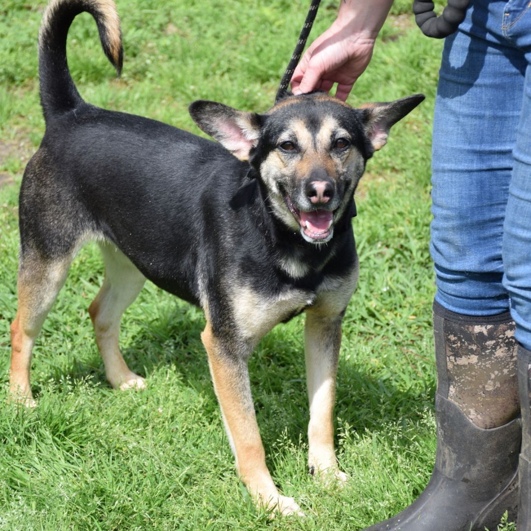 Enlarge Gypsy, a Adoptable mixed breed in Anniston, AL image 8/10