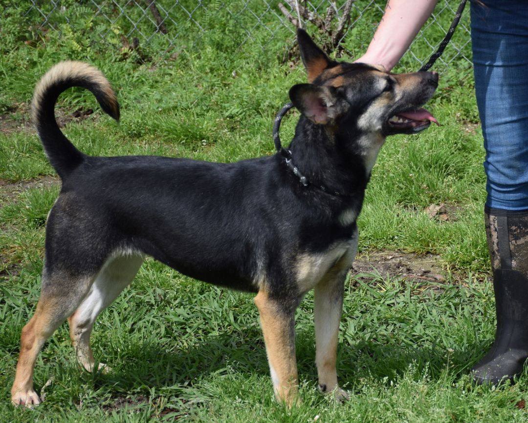 Enlarge Gypsy, a Adoptable mixed breed in Anniston, AL image 9/10