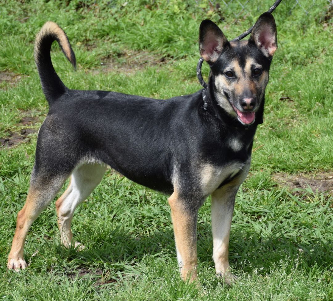Enlarge Gypsy, a Adoptable mixed breed in Anniston, AL image 10/10