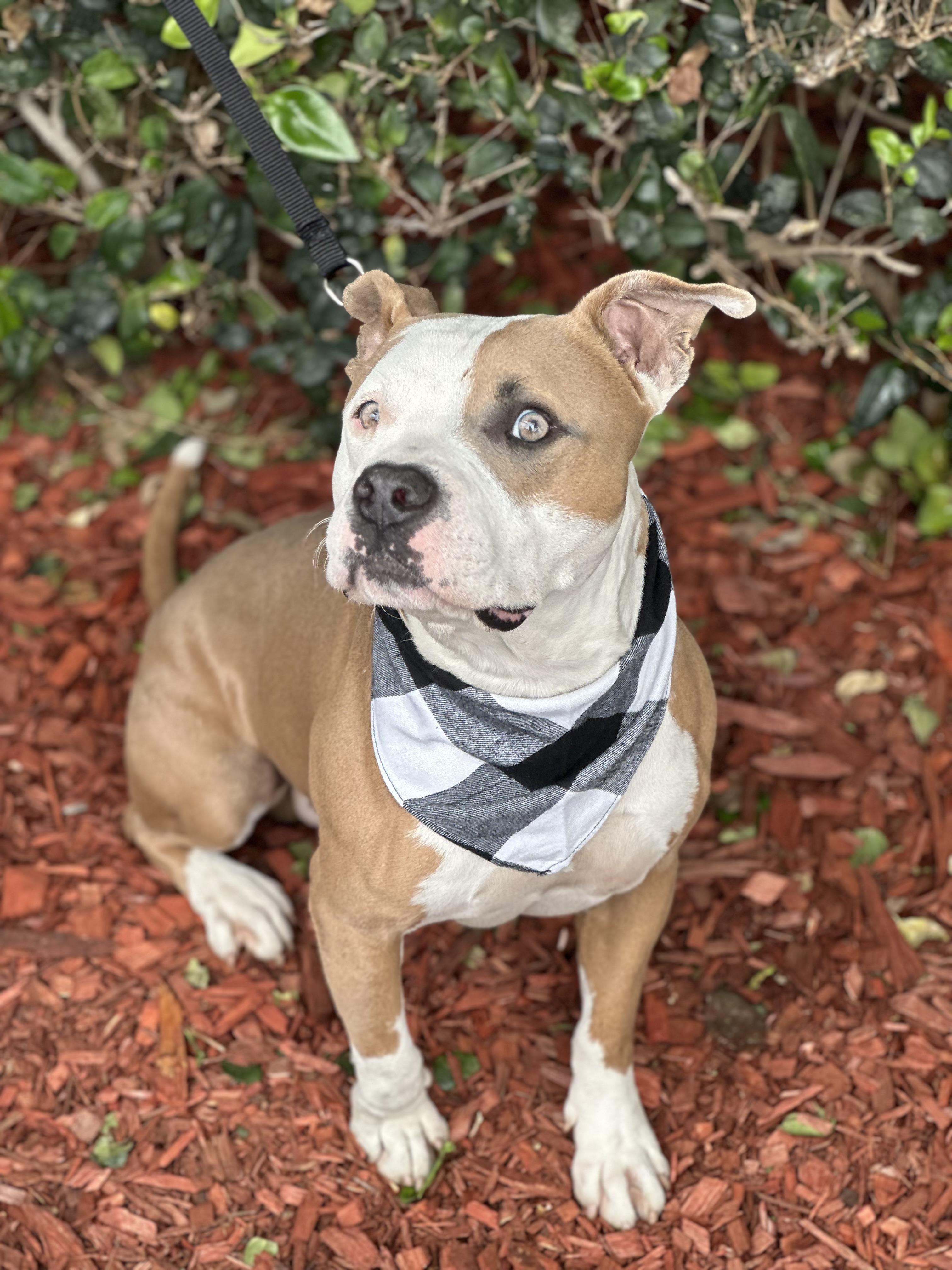 LUIS MIGUEL, a ADOPTABLE mixed breed in South El Monte, CA image 2/4