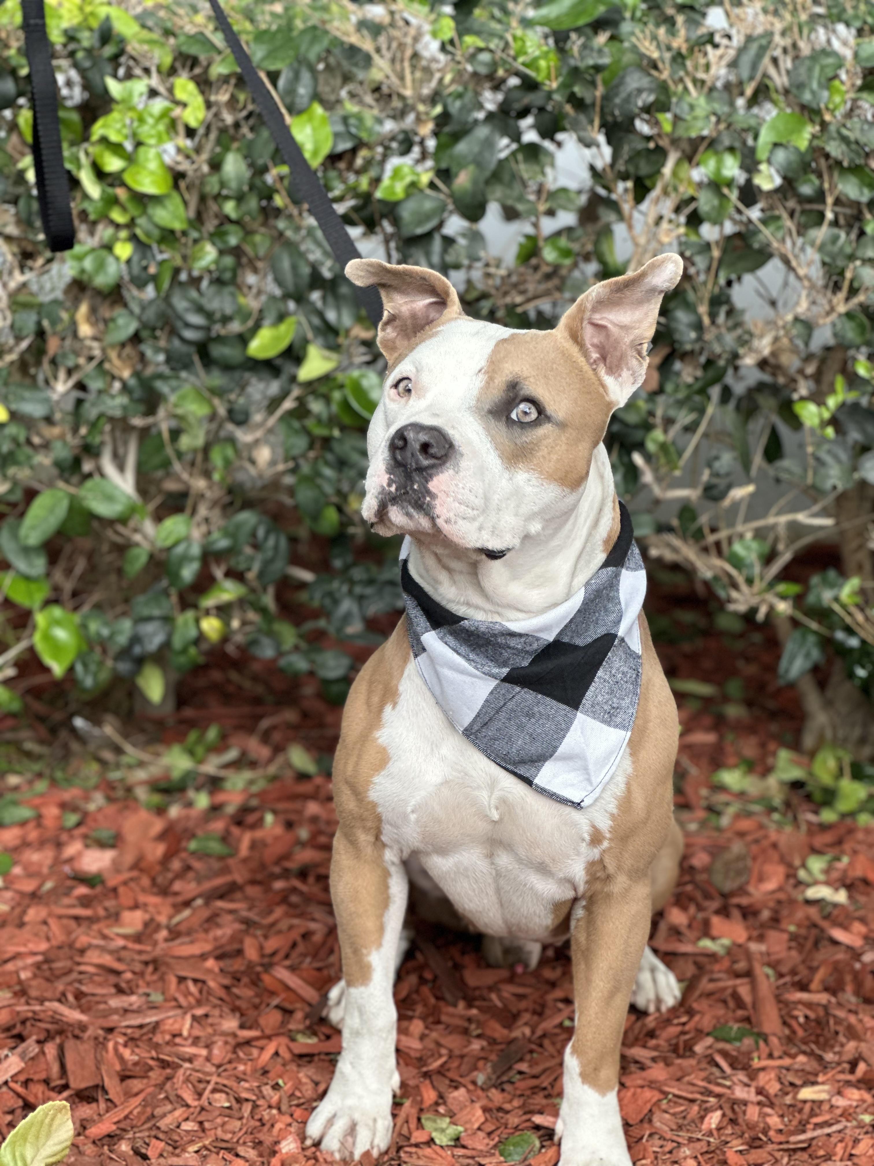 LUIS MIGUEL, a ADOPTABLE mixed breed in South El Monte, CA image 4/4