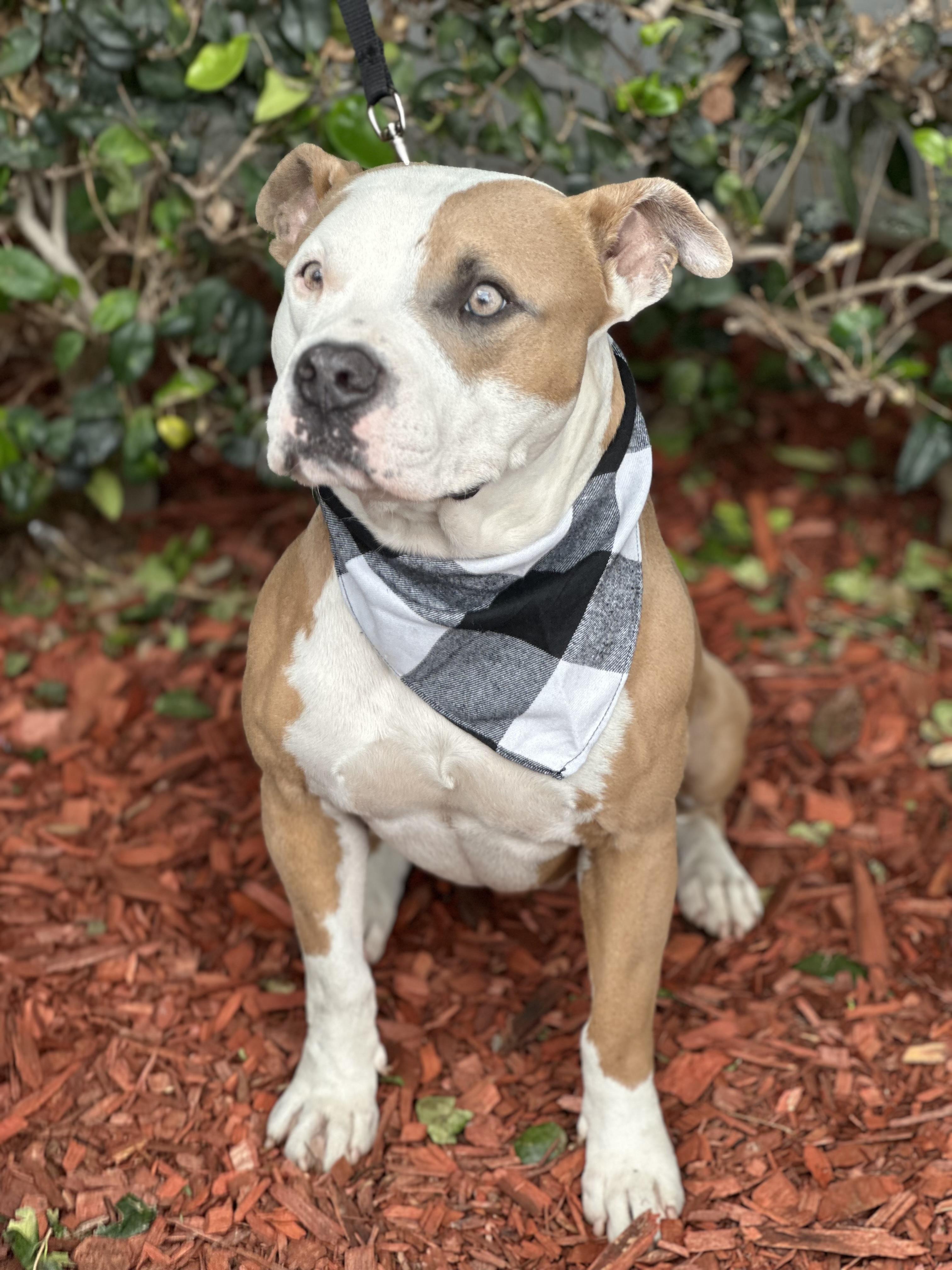 LUIS MIGUEL, a ADOPTABLE mixed breed in South El Monte, CA image 3/4