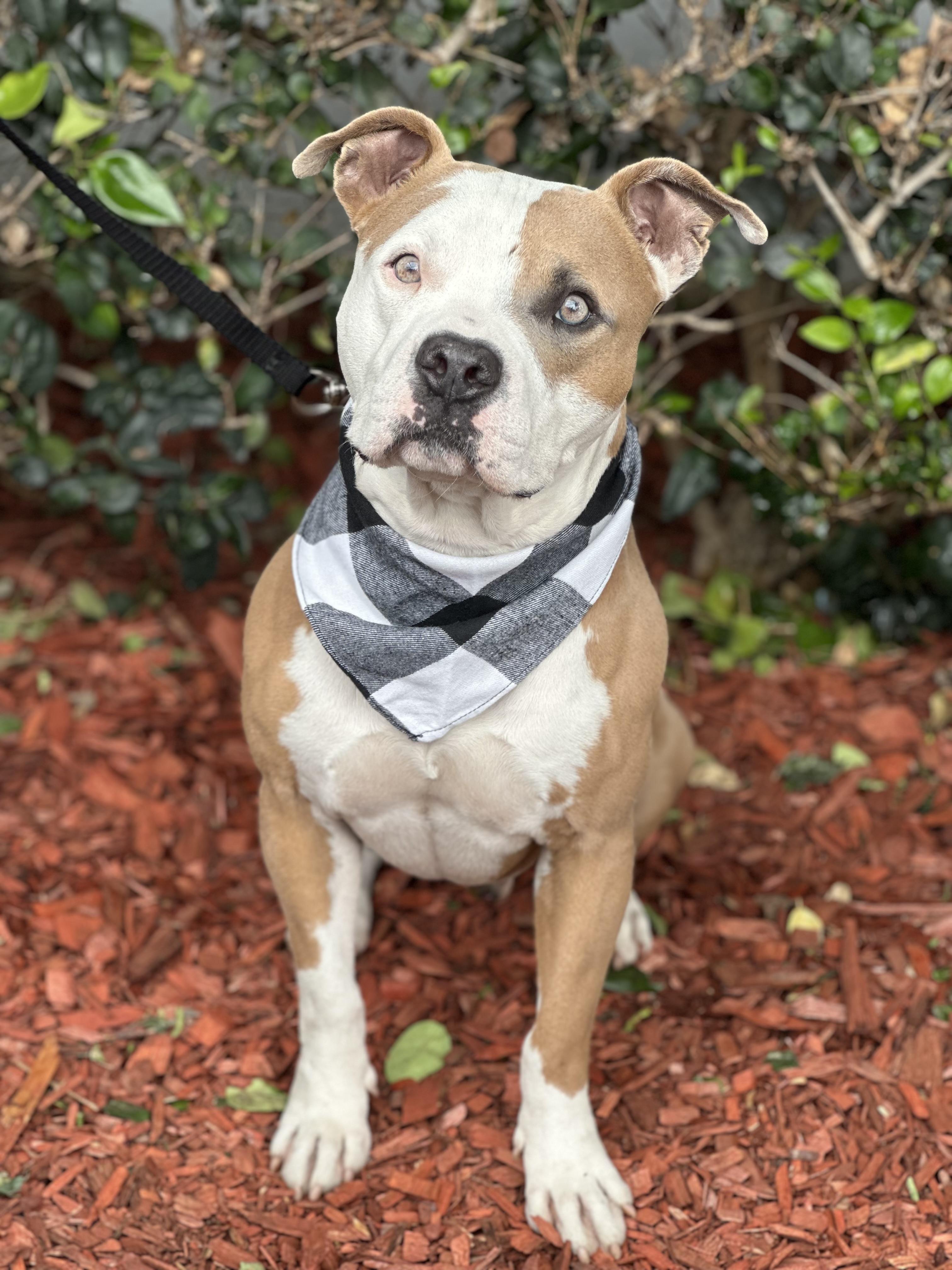 LUIS MIGUEL, ADOPTABLE, Young Male American Staffordshire Terrier.