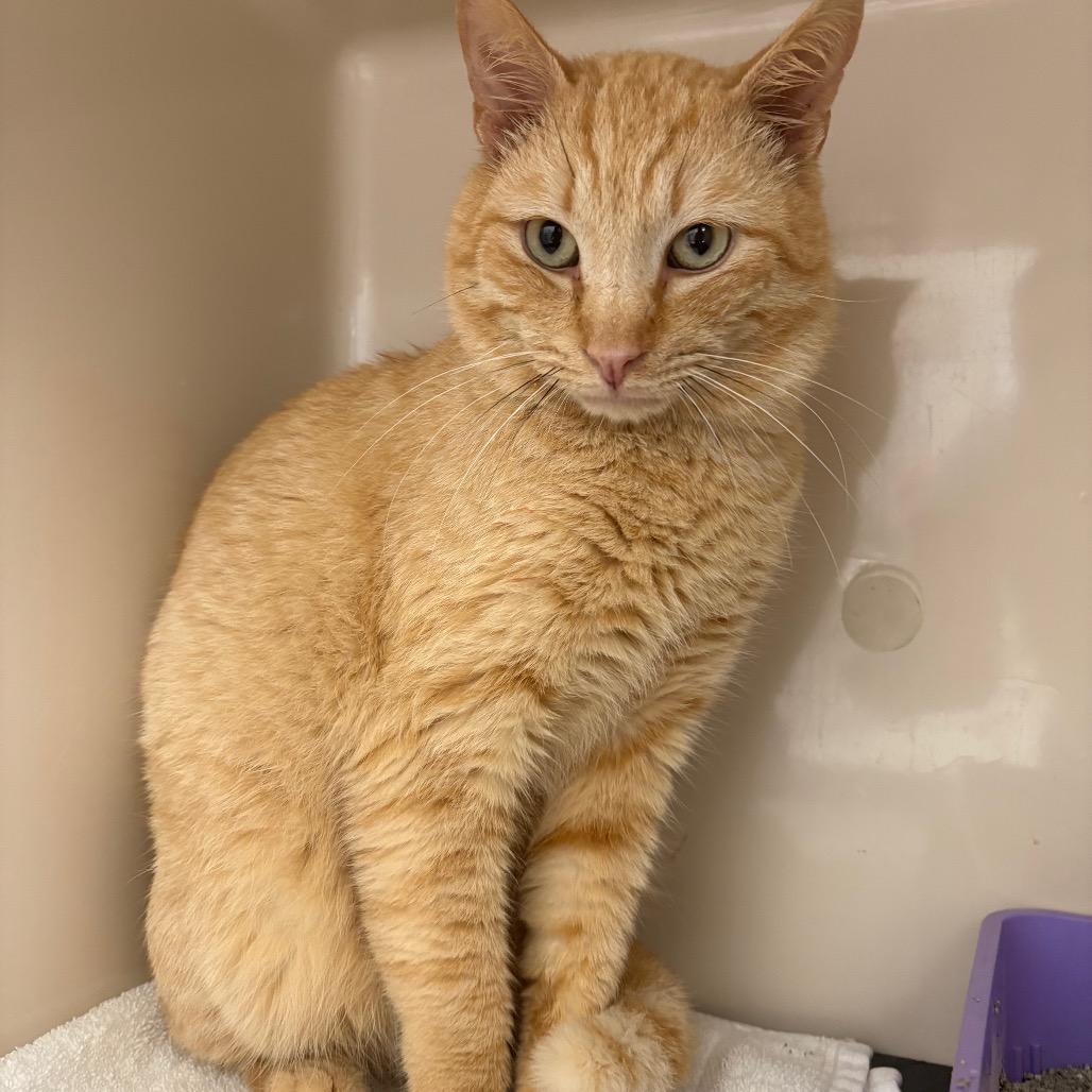 Enlarge Ilia Malinin, a Adoptable Domestic Short Hair in Auburn, AL image 1/6