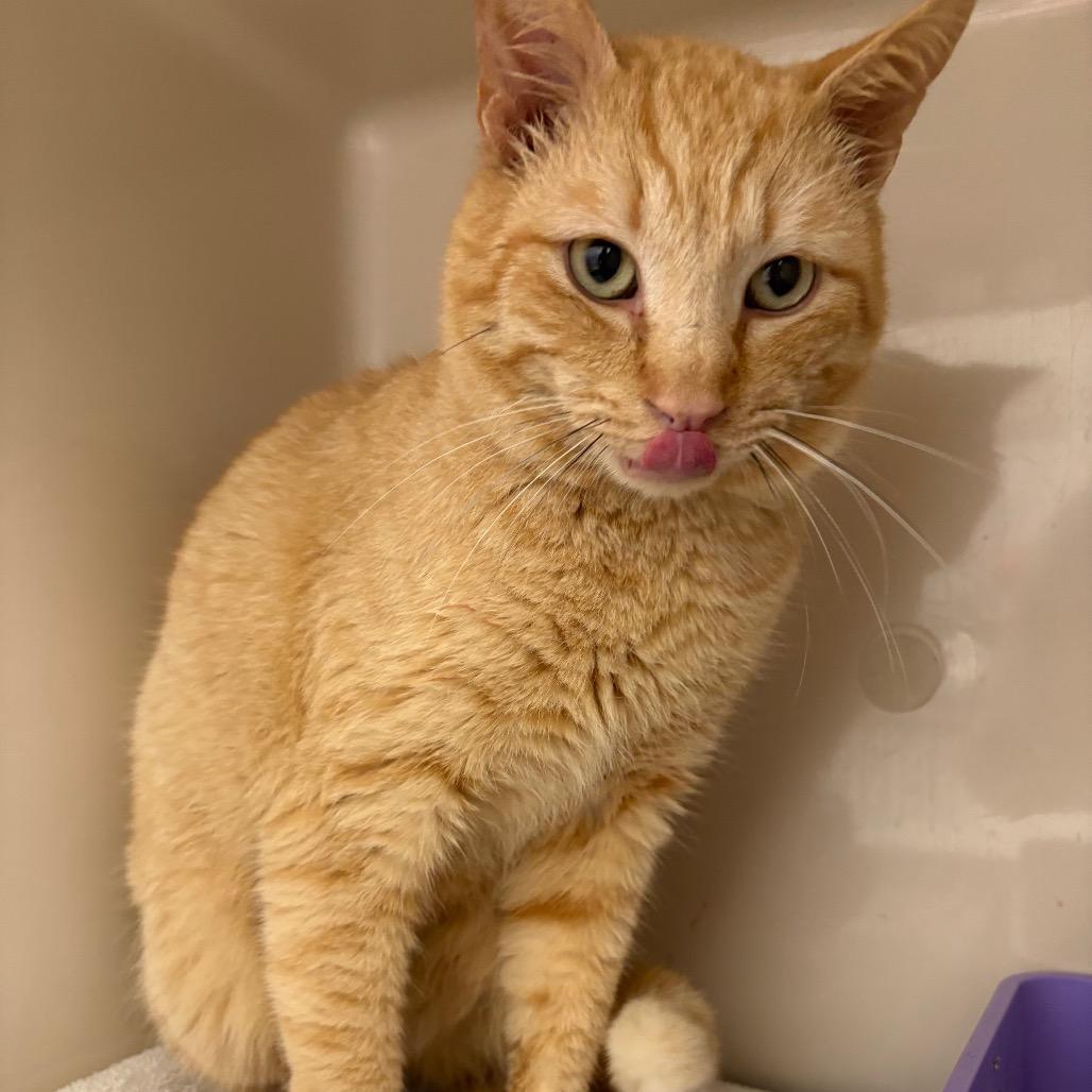 Enlarge Ilia Malinin, a Adoptable Domestic Short Hair in Auburn, AL image 2/6