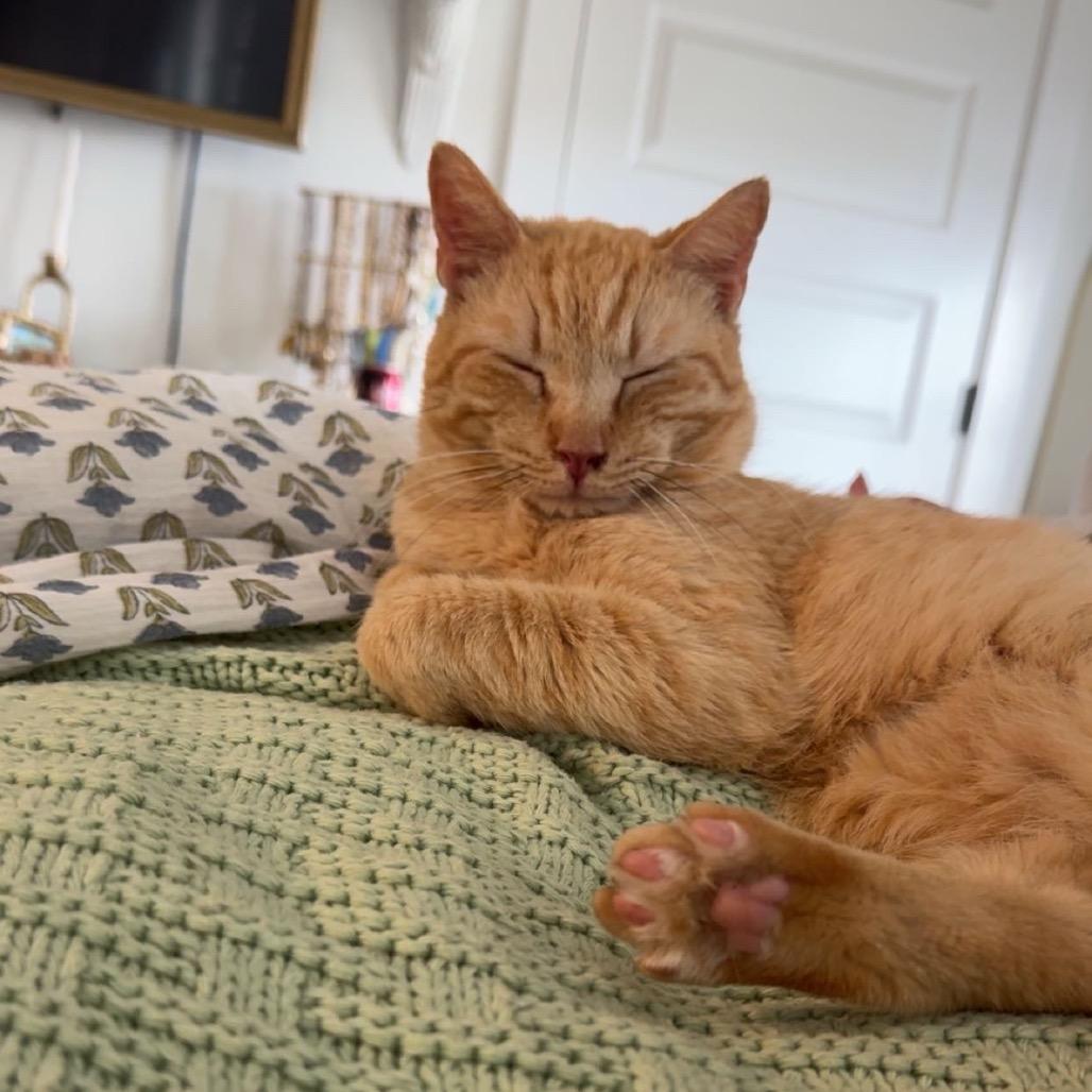 Enlarge Ilia Malinin, a Adoptable Domestic Short Hair in Auburn, AL image 3/6