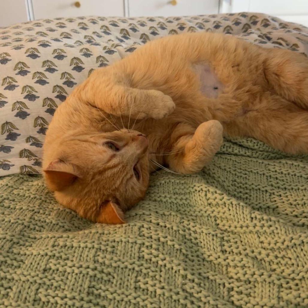 Enlarge Ilia Malinin, a Adoptable Domestic Short Hair in Auburn, AL image 4/6