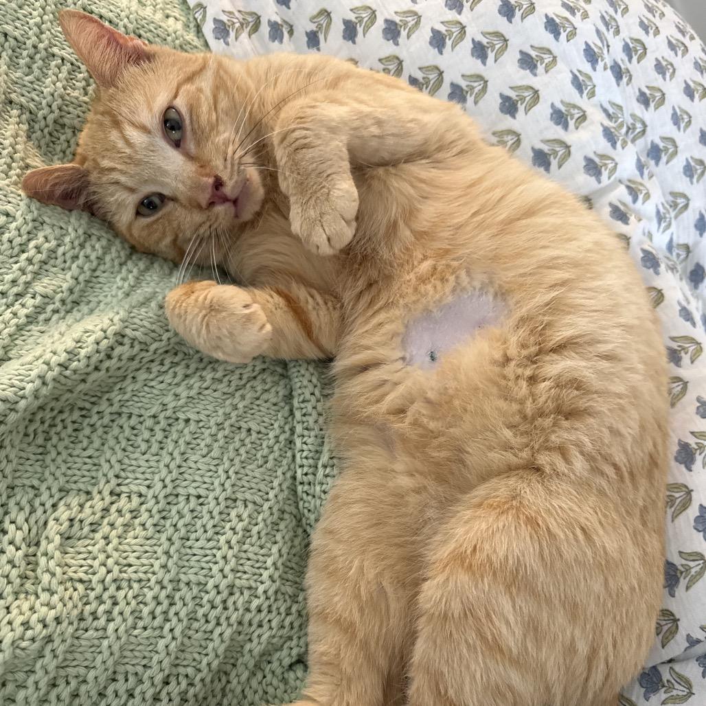 Enlarge Ilia Malinin, a Adoptable Domestic Short Hair in Auburn, AL image 5/6