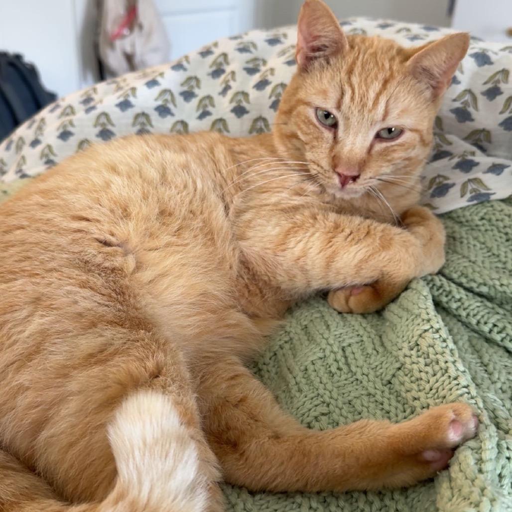 Enlarge Ilia Malinin, a Adoptable Domestic Short Hair in Auburn, AL image 6/6