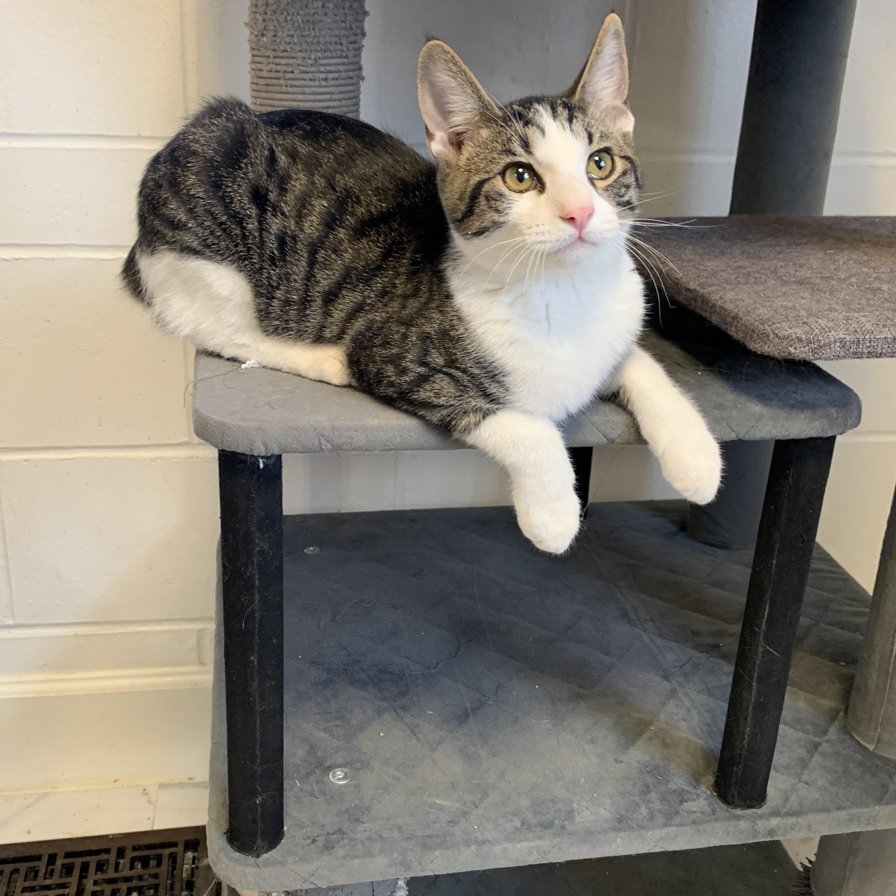 Comet, adopted, Young Male Domestic Short Hair.