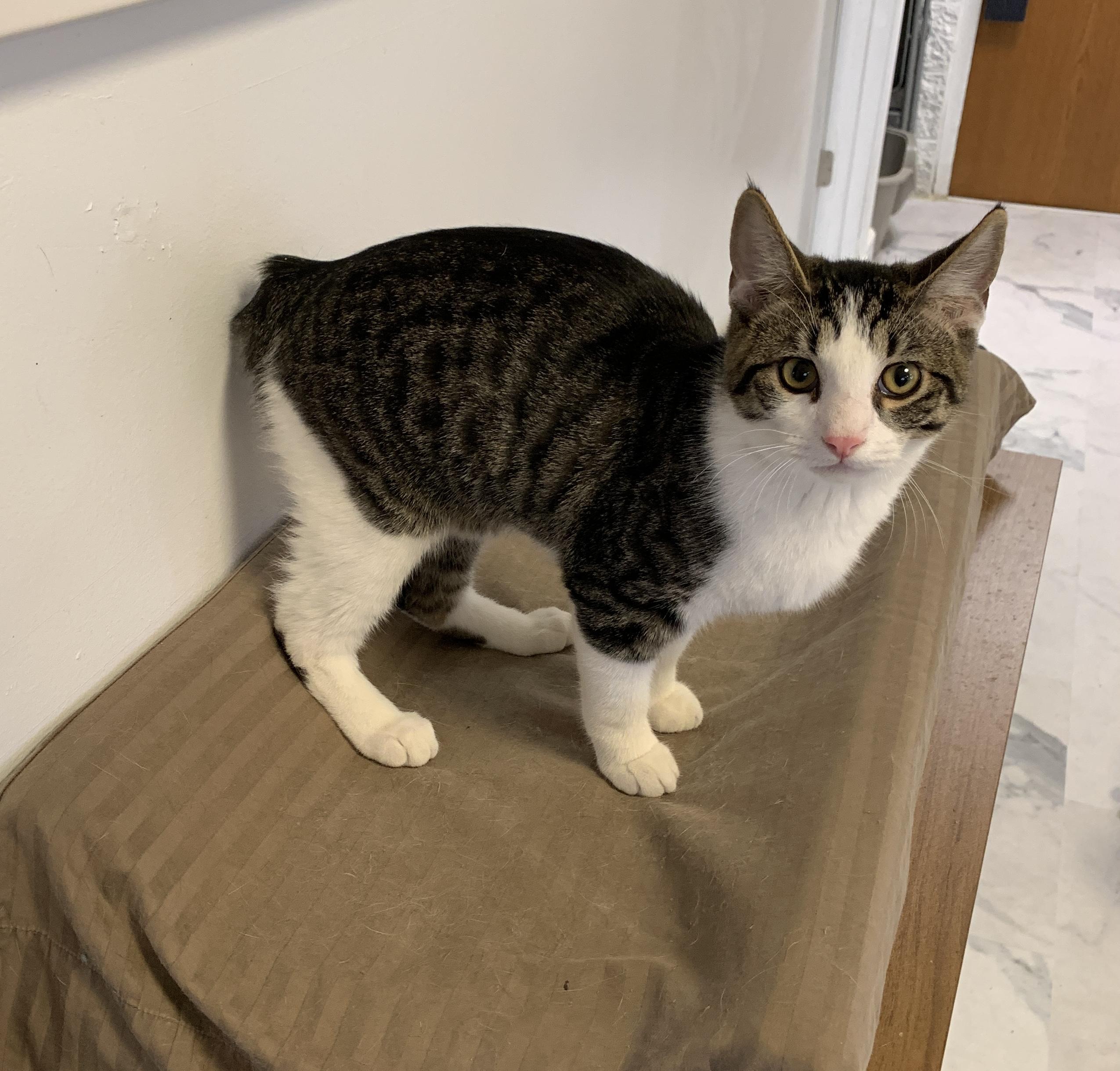 Comet, an adopted mixed breed in Saint Charles, MO image 2/2