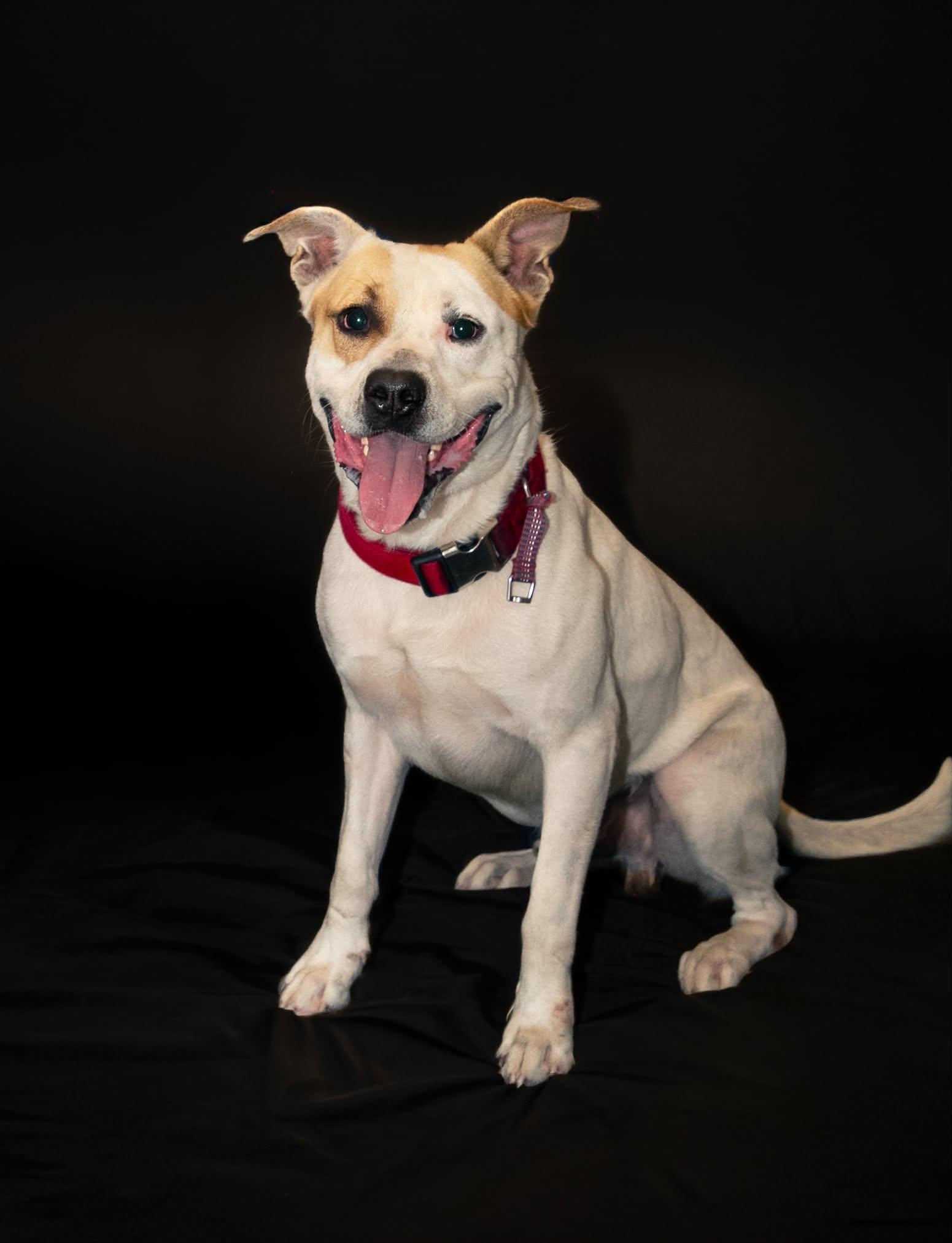 leroy, Adoptable, Young Male Mixed Breed.