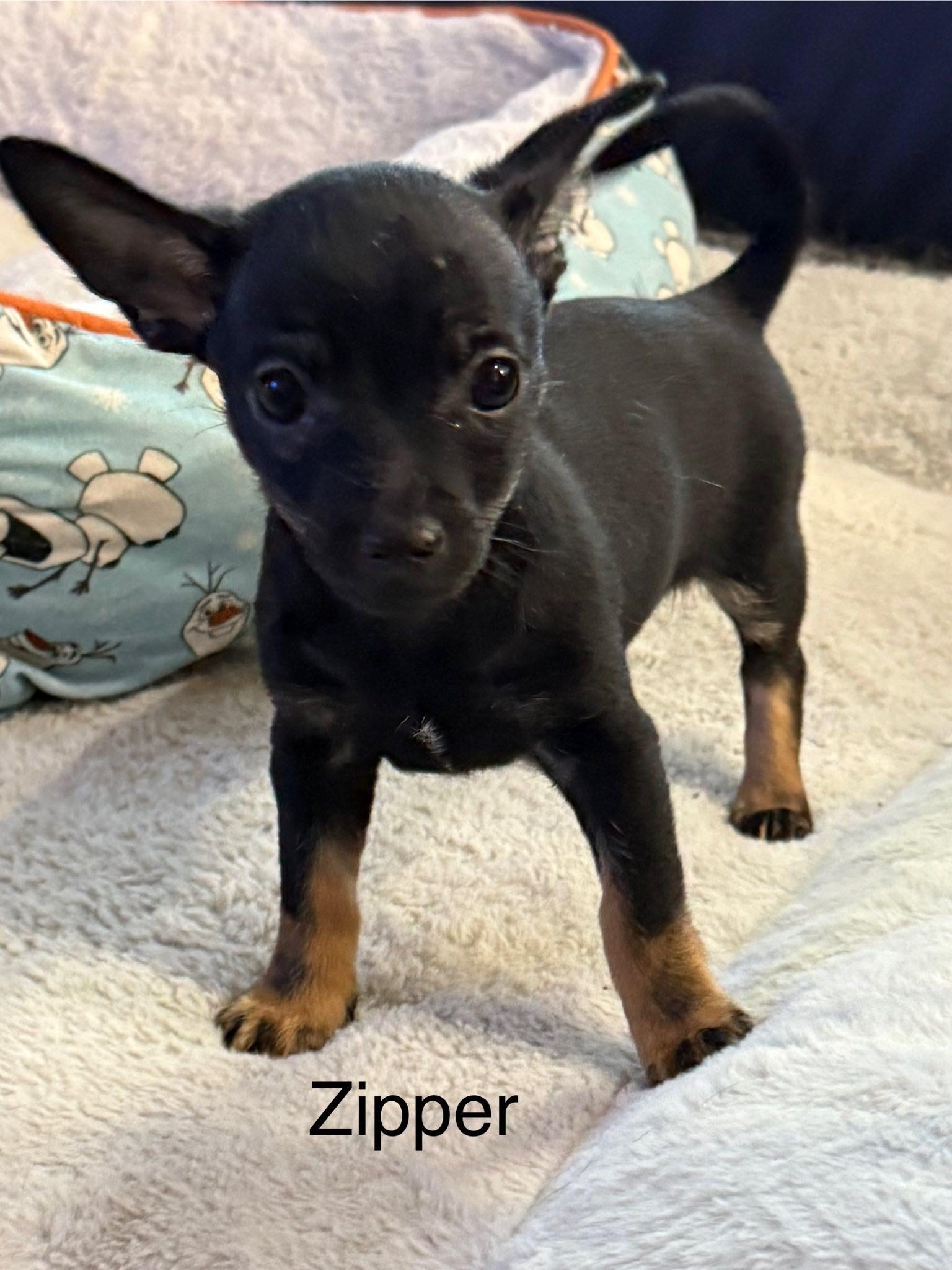 Enlarge Button's Zipper, an adopted Chihuahua in Las Vegas, NV image 1/1