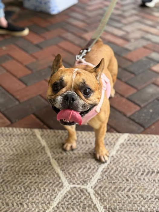 Lola, Adoptable, Adult Female French Bulldog.