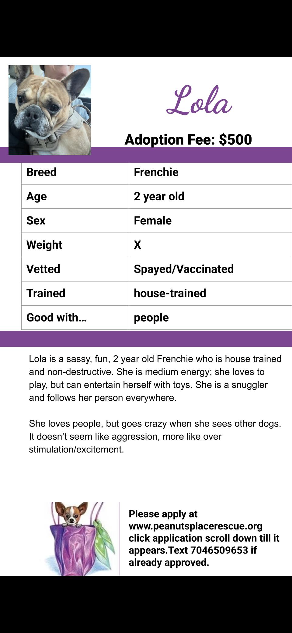 Enlarge Lola, a ADOPTABLE French Bulldog in Matthews, NC image 4/4