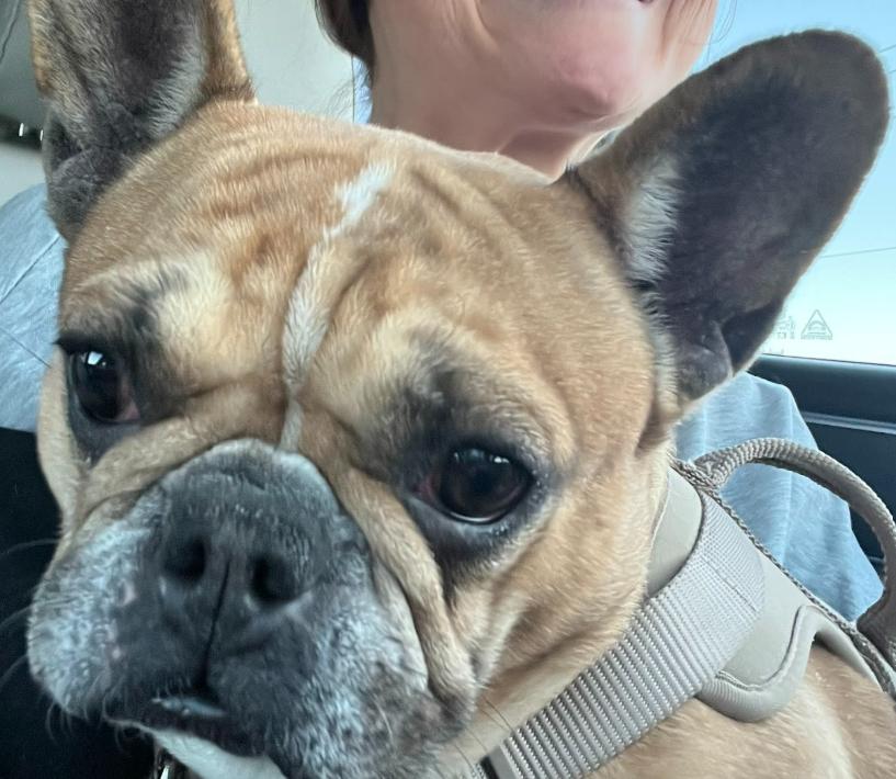 Enlarge Lola, a ADOPTABLE French Bulldog in Matthews, NC image 2/4