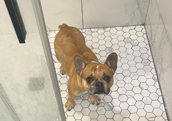 Enlarge Lola, a ADOPTABLE French Bulldog in Matthews, NC image 1/4