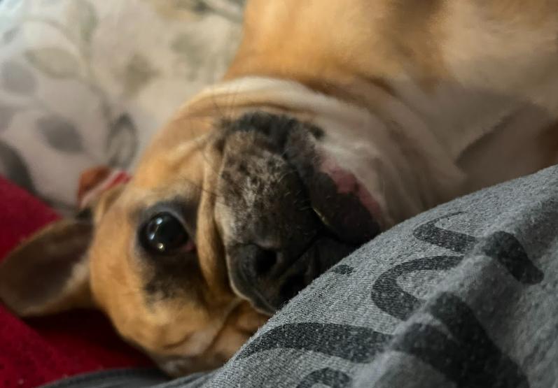 Enlarge Lola, a ADOPTABLE French Bulldog in Matthews, NC image 3/4