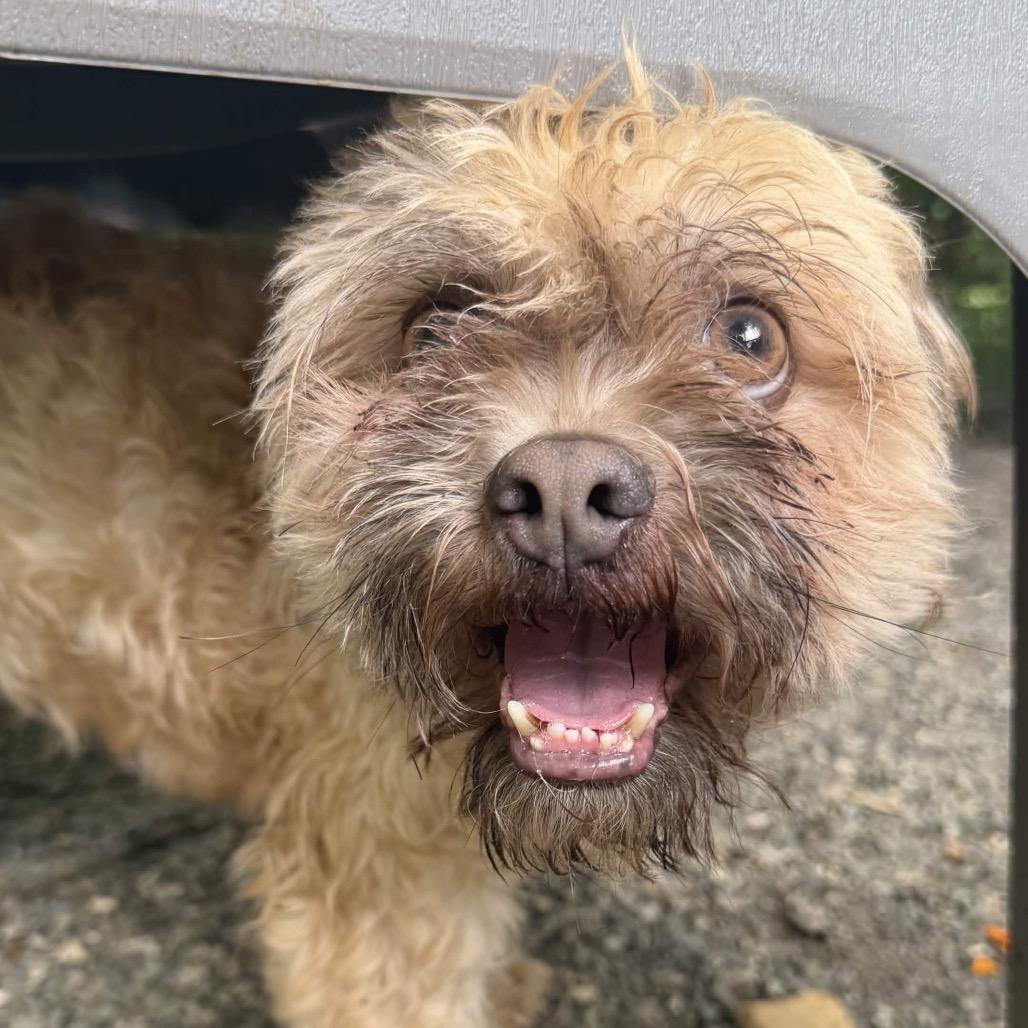 Ash, adopted, Adult Male Mixed Breed.