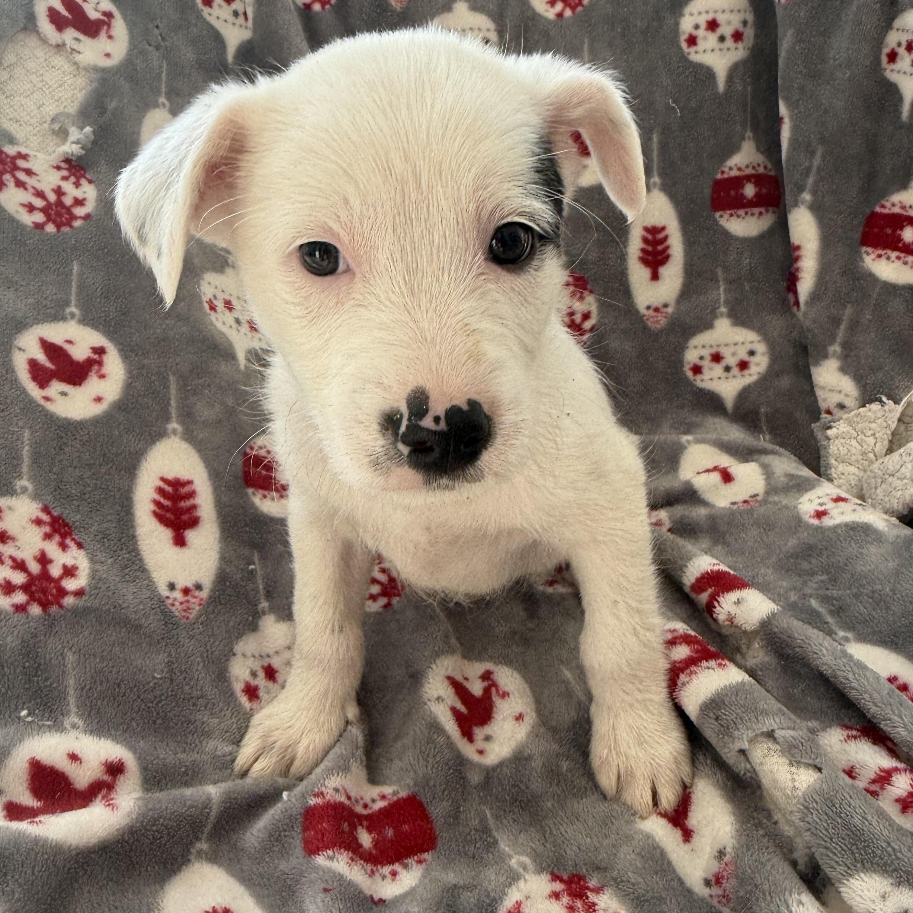 Emma, ADOPTABLE, Puppy Female Terrier & Chihuahua.