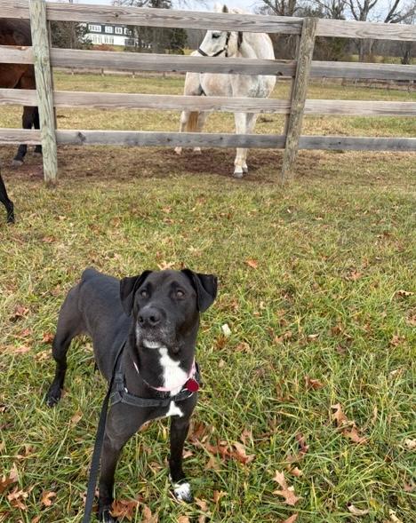 Enlarge Ryleigh, a Adoptable mixed breed in Brooklyn, NY image 4/6