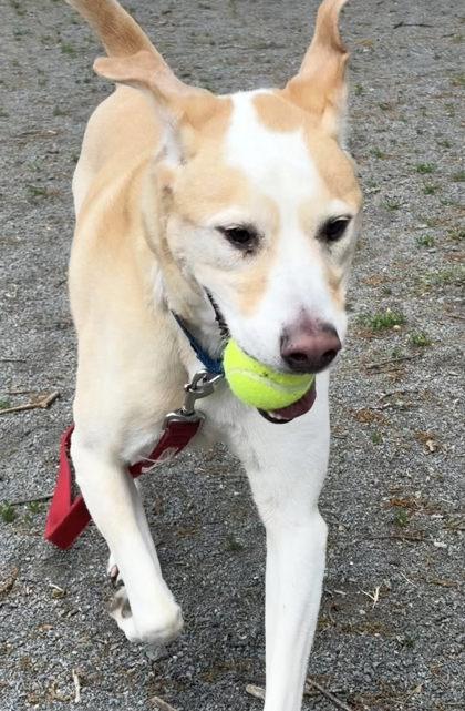 Comet, a Adoptable Mixed Breed in Fairfax, VA image 1/3