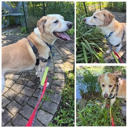Comet, a Adoptable Mixed Breed in Fairfax, VA image 2/3