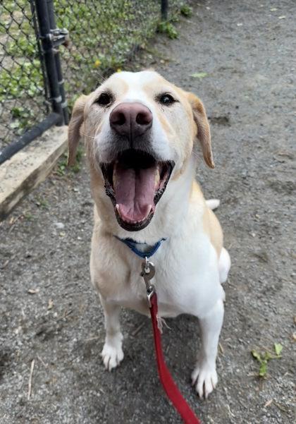 Enlarge Comet, a Adoptable Mixed Breed in Fairfax, VA image 2/3