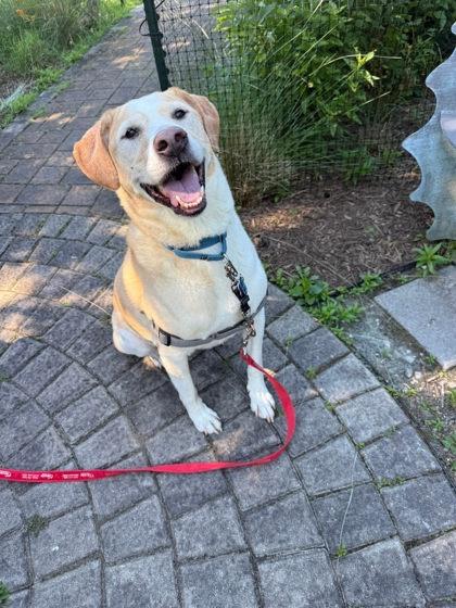 Enlarge Comet, a Adoptable Mixed Breed in Fairfax, VA image 3/3