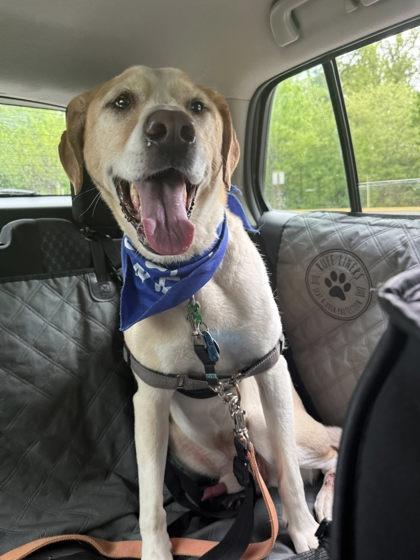 Comet, a Adoptable Mixed Breed in Fairfax, VA image 3/3