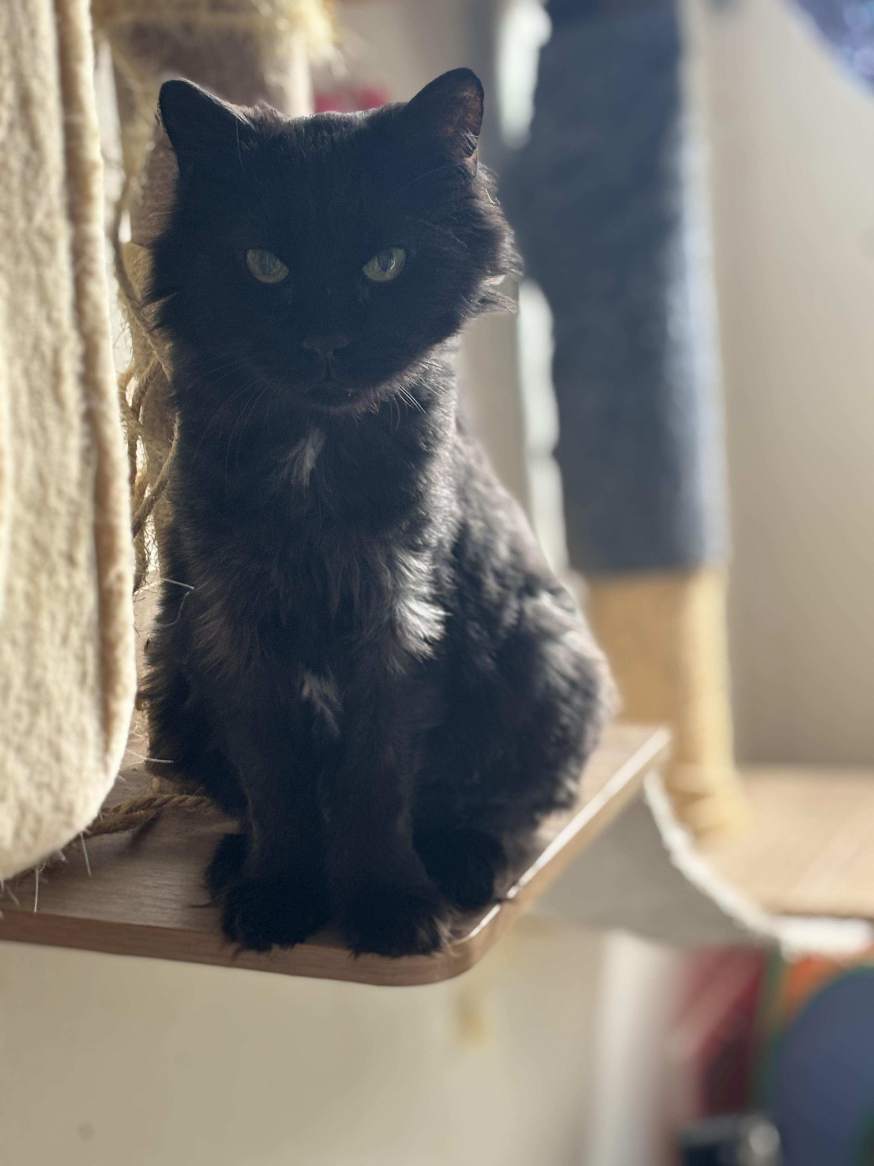 BLANCA, Adoptable, Adult Female Domestic Short Hair.