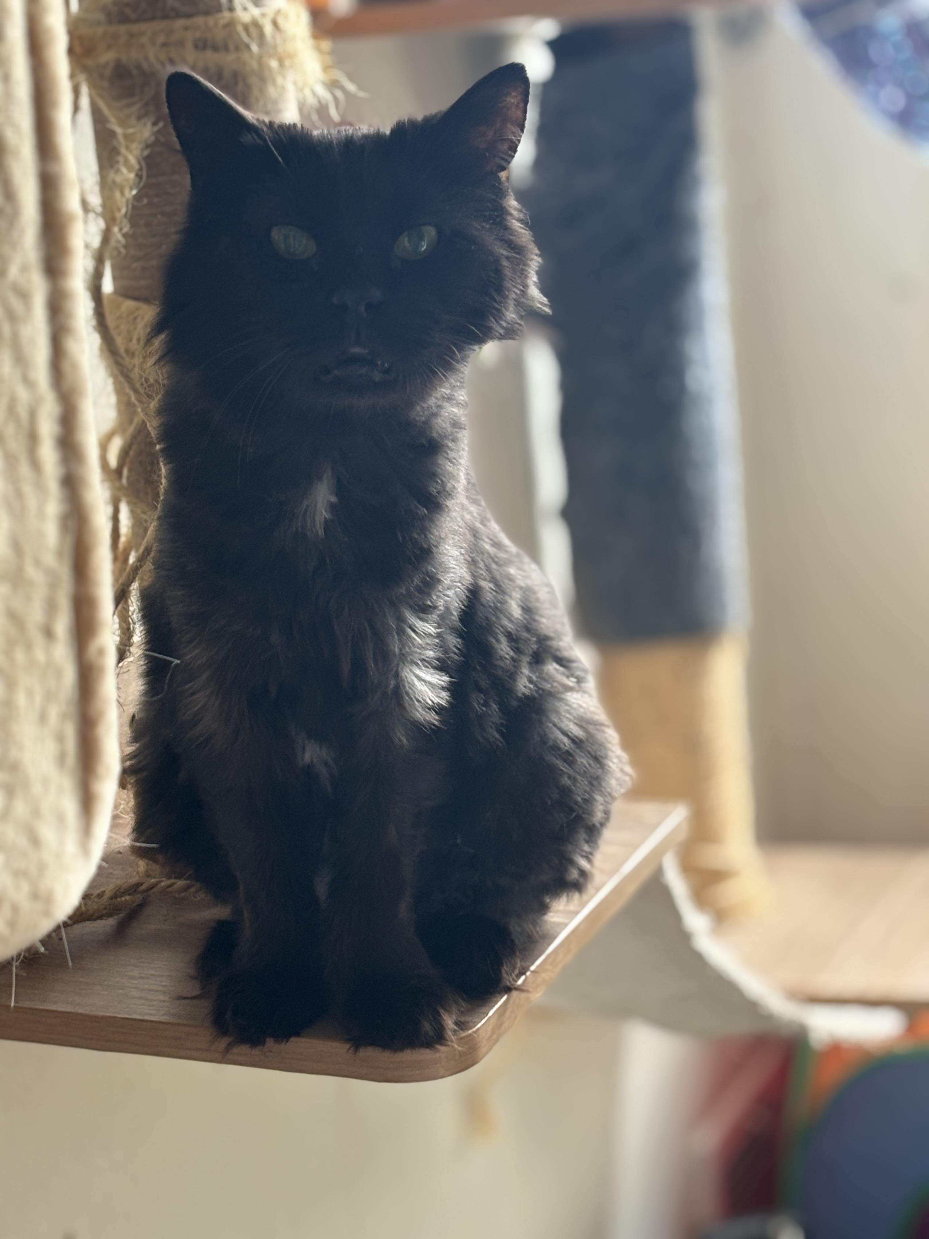 Enlarge BLANCA, a Adoptable Domestic Short Hair in Pittsburgh, PA image 4/4