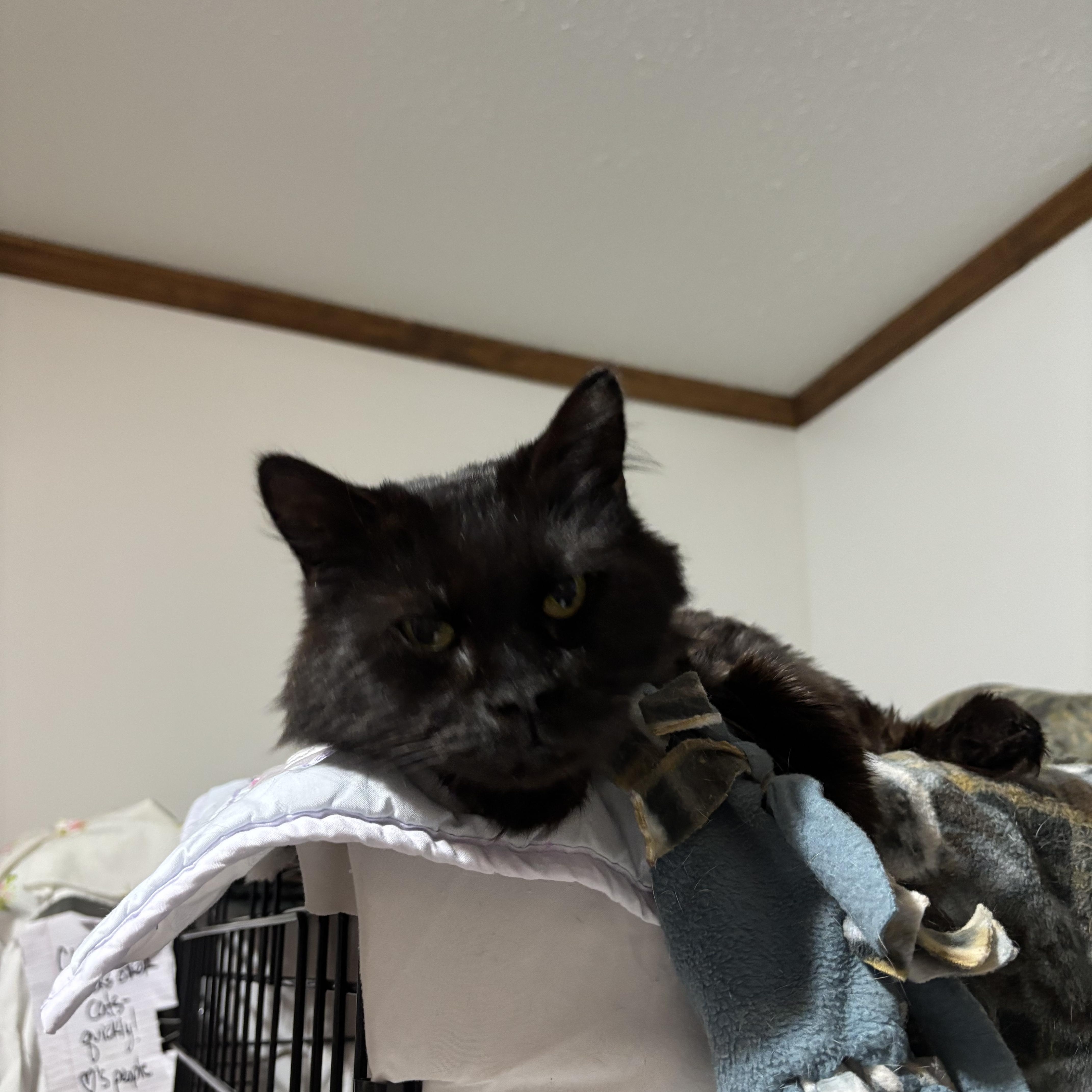 Enlarge BLANCA, a Adoptable Domestic Short Hair in Pittsburgh, PA image 3/4