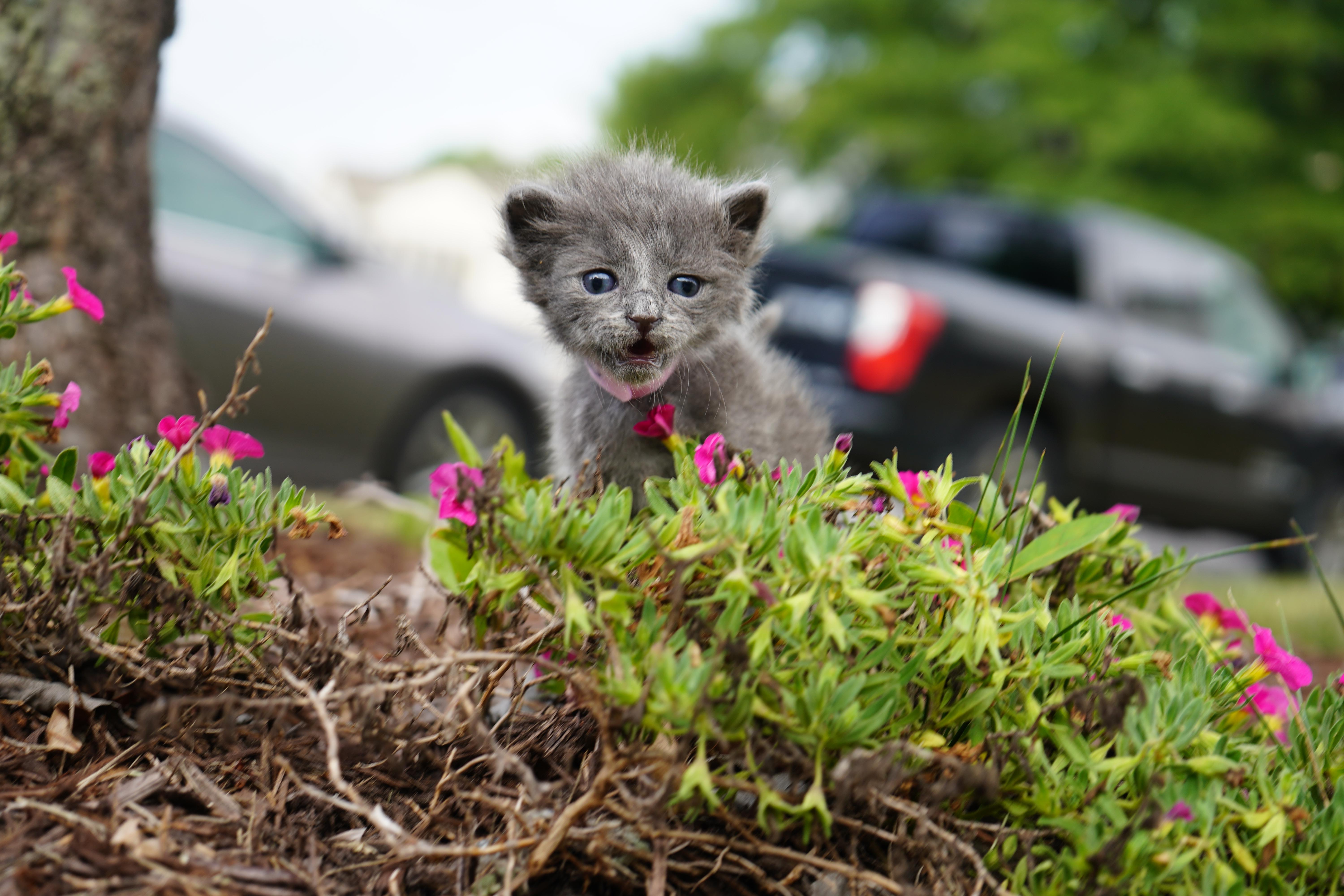 Lyra, a ADOPTABLE Domestic Short Hair in Suffolk, VA image 2/2