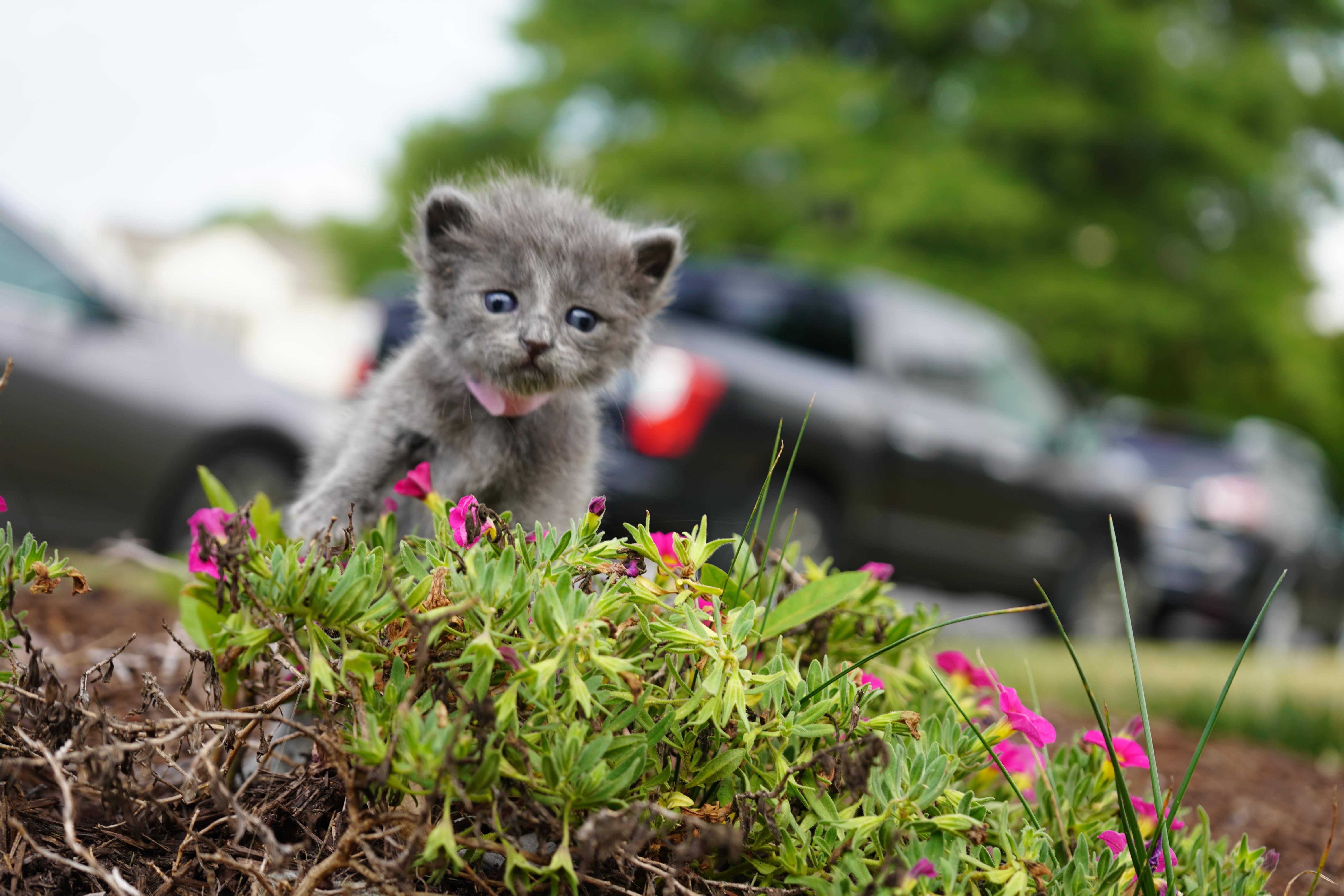 Lyra, a ADOPTABLE Domestic Short Hair in Suffolk, VA image 1/2