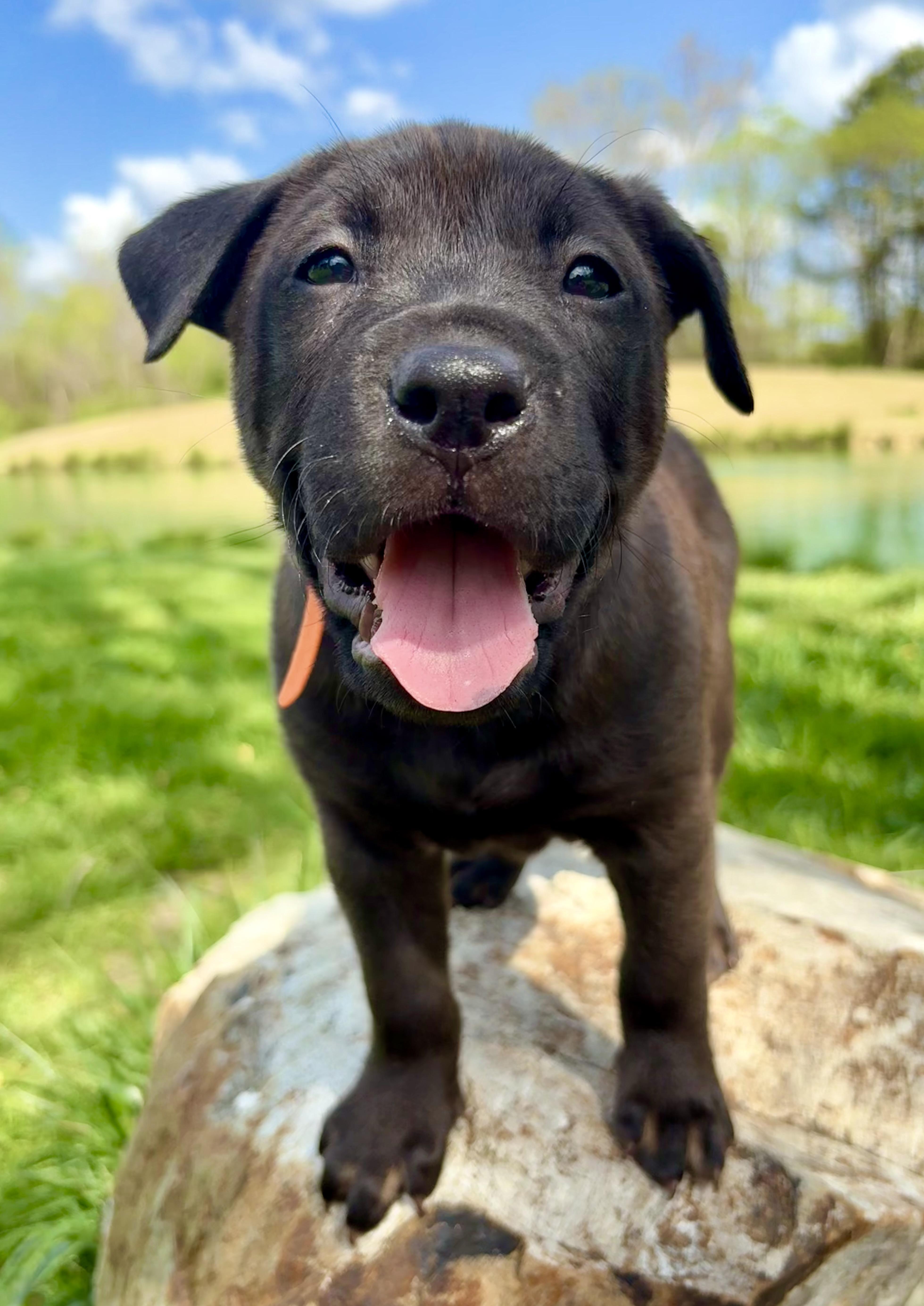 Enlarge Curry, an adopted mixed breed in Pittsboro, NC image 3/6